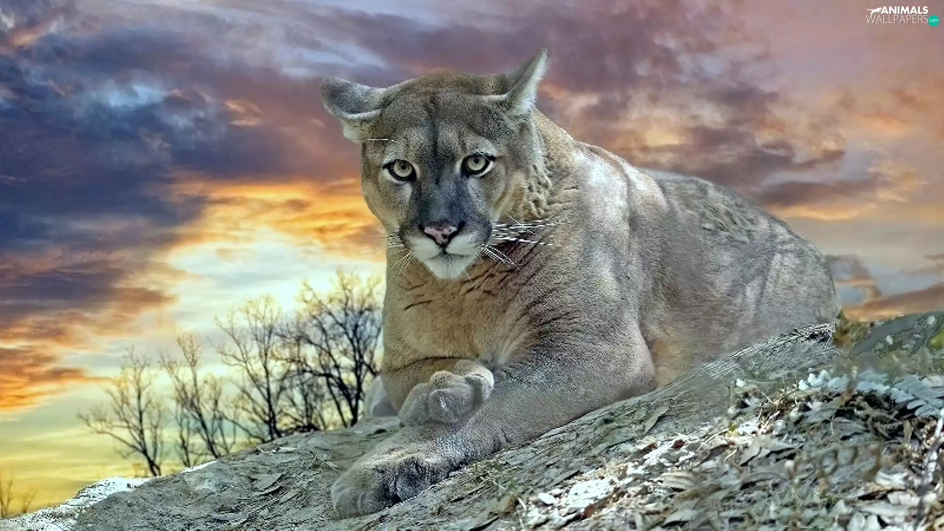 clouds, cougar, cat