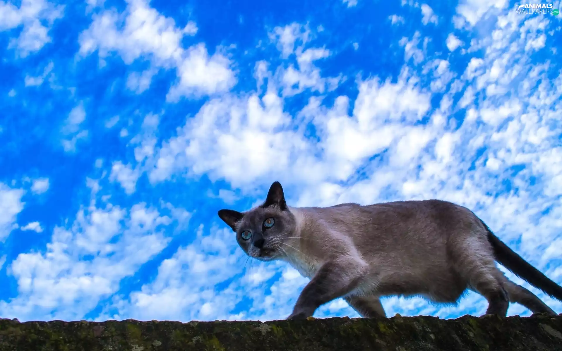 wall, siamese, Sky, clouds, wander, cat