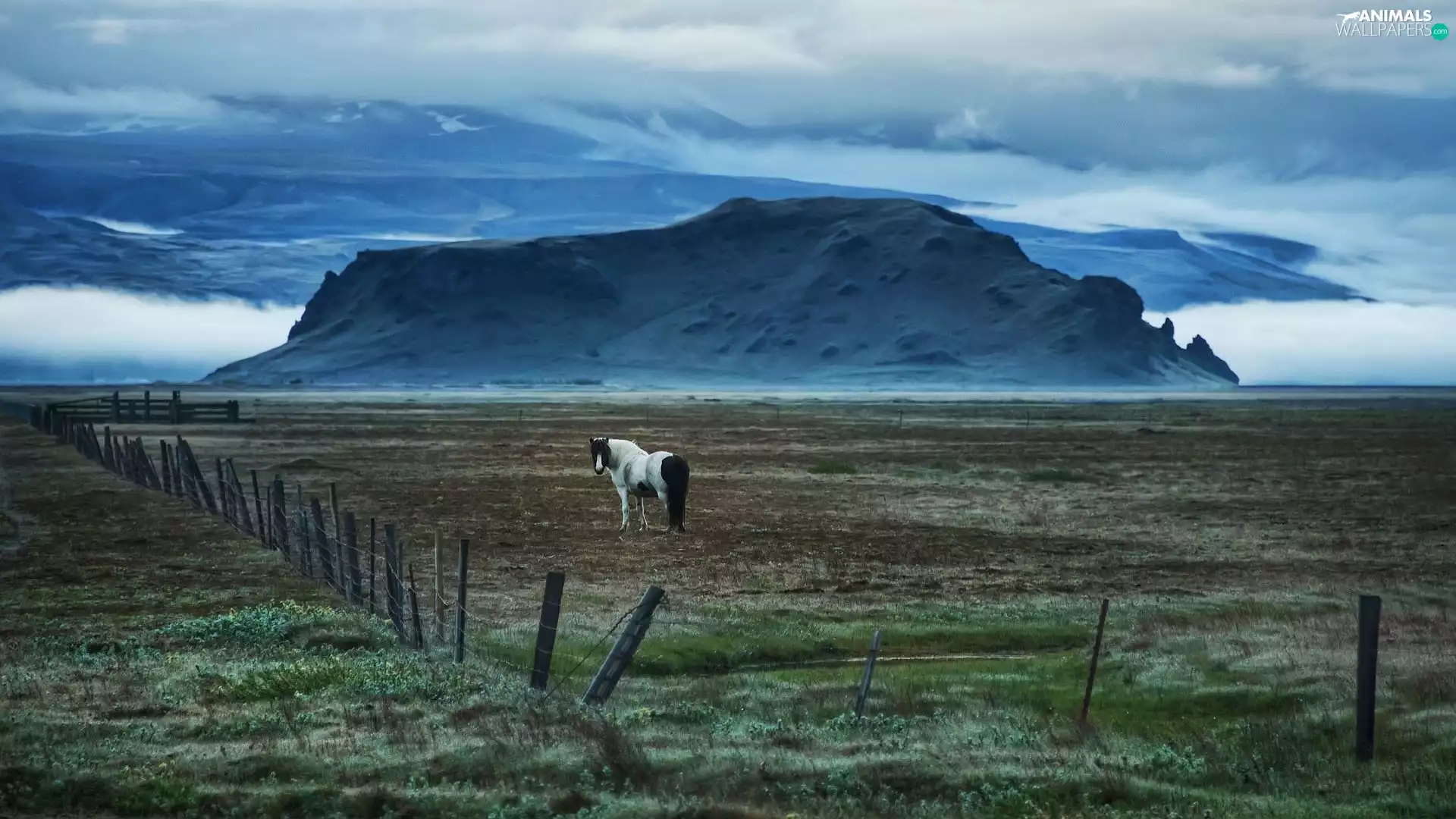 clouds, Horse, fence