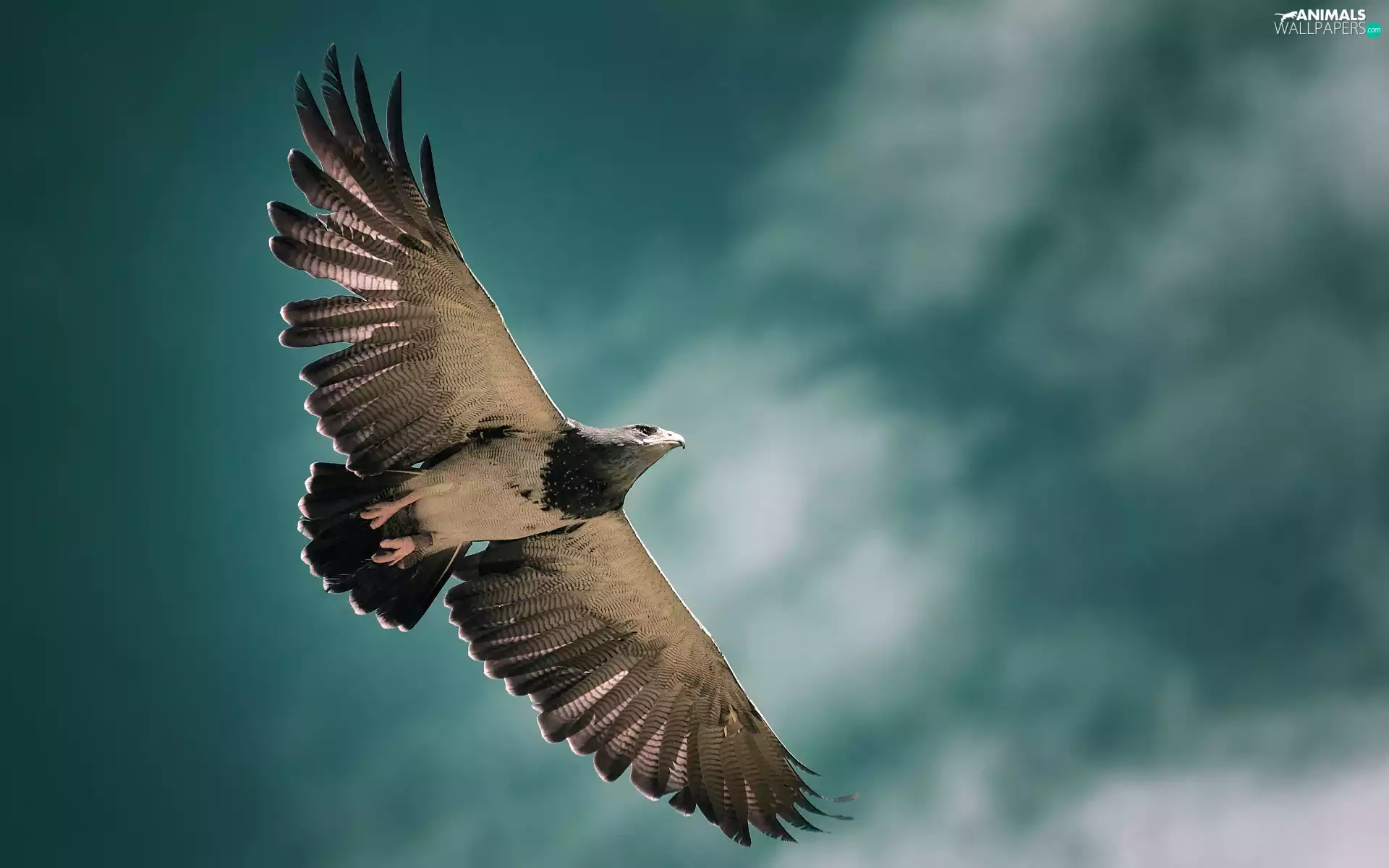 clouds, eagle, flight