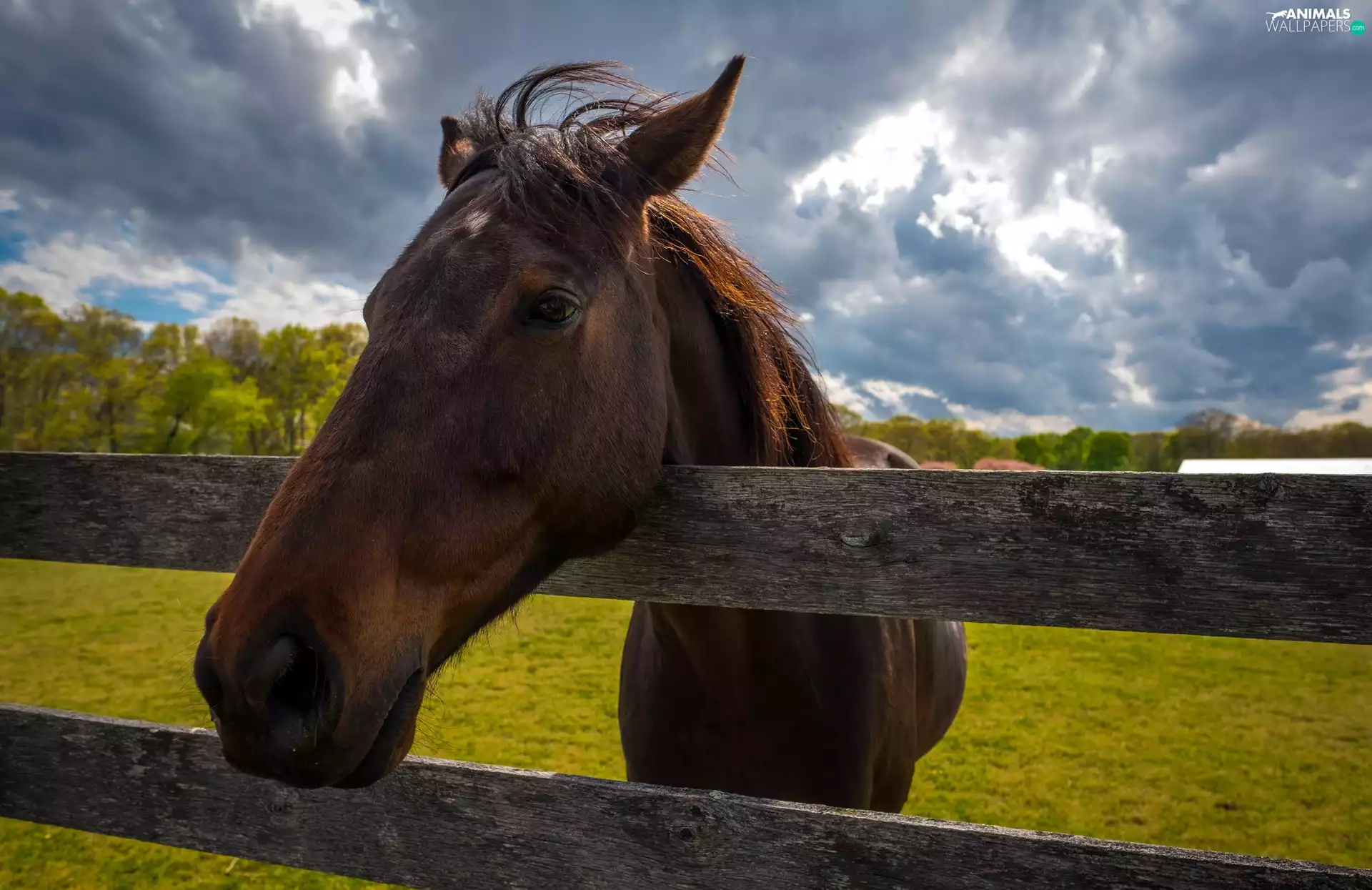 Meadow, clouds, head, fence, Horse