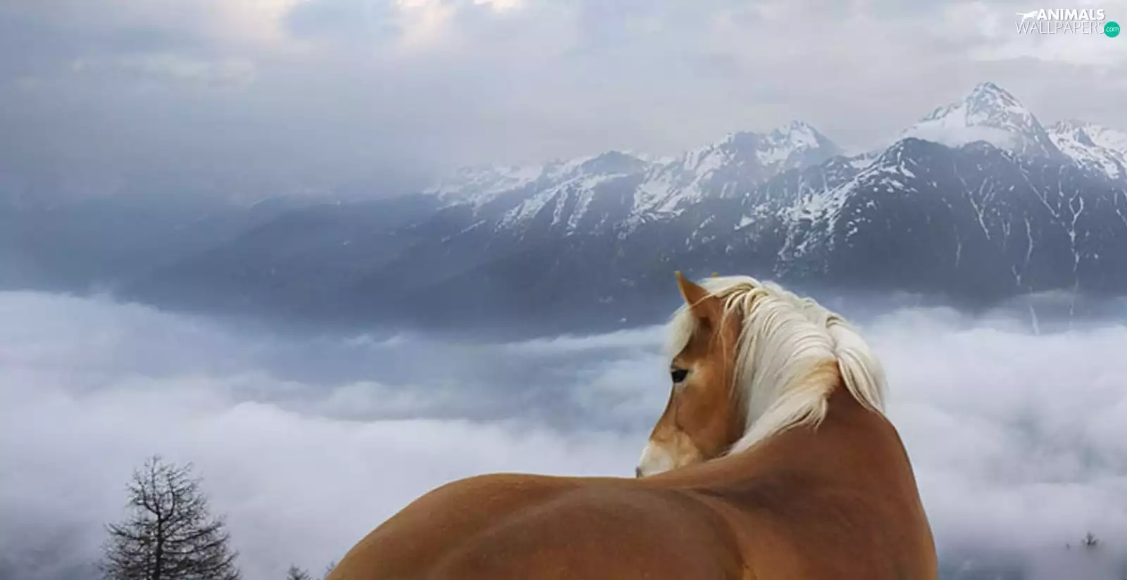 clouds, Mountains, Horse