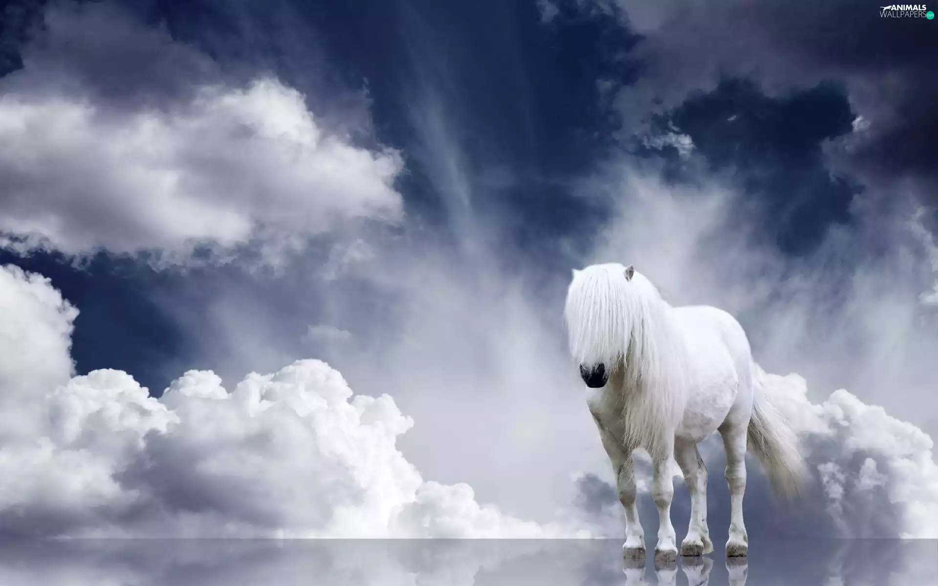 clouds, White, Horse