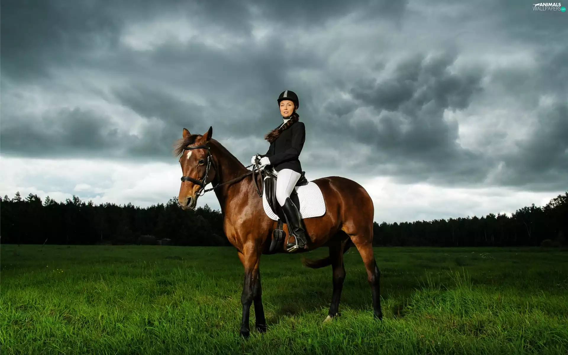 Horse, Women, forest, clouds, Meadow, Jockey