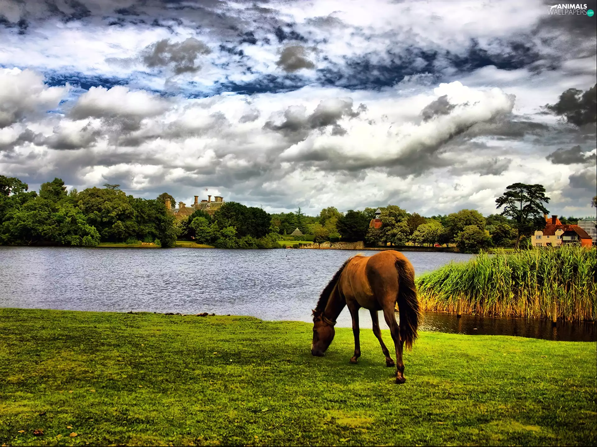 clouds, Horse, lake