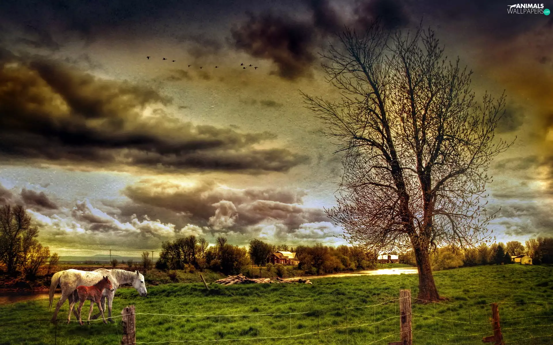clouds, bloodstock, Meadow