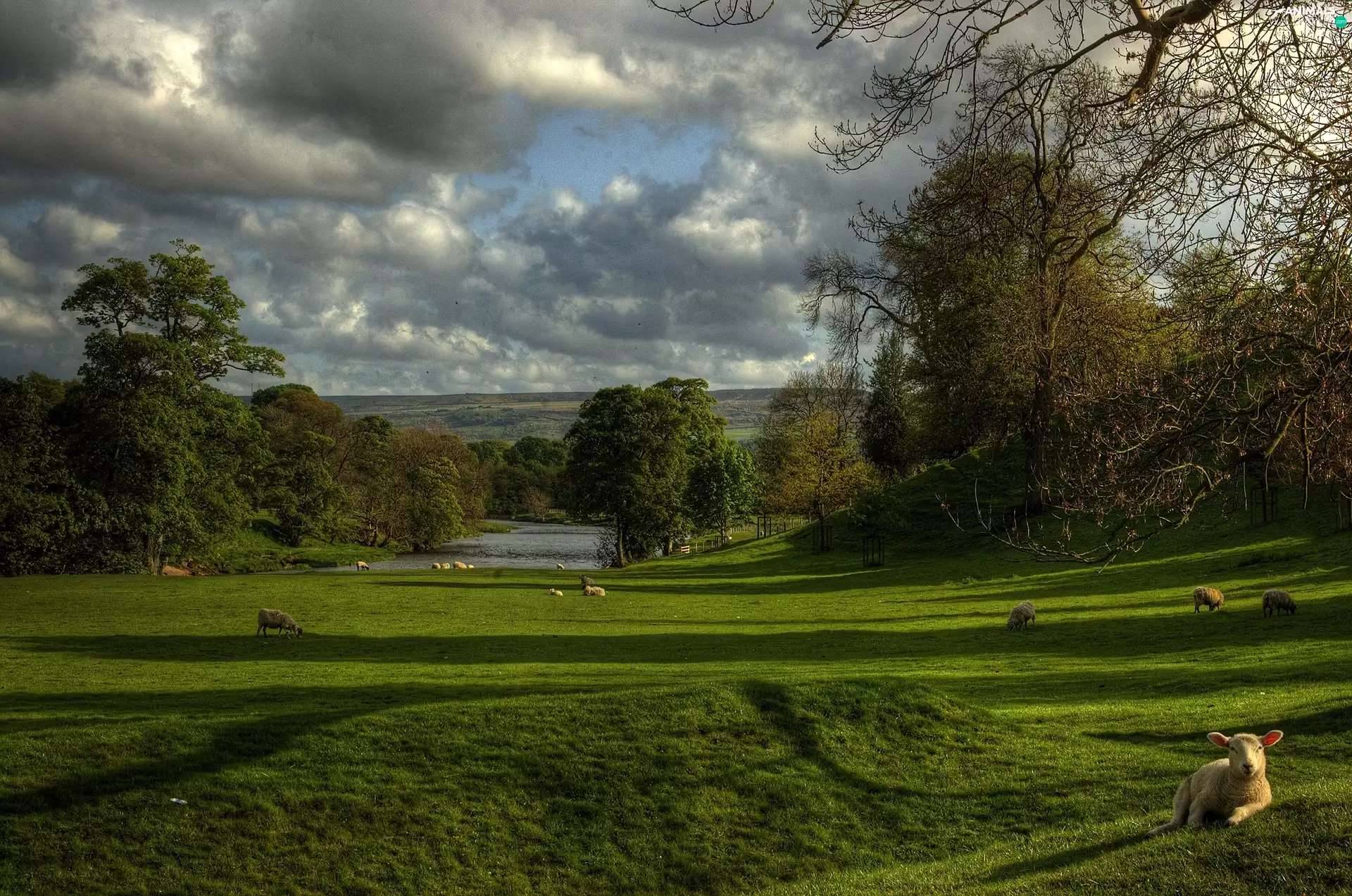 trees, Sheep, brook, clouds, viewes, Meadow
