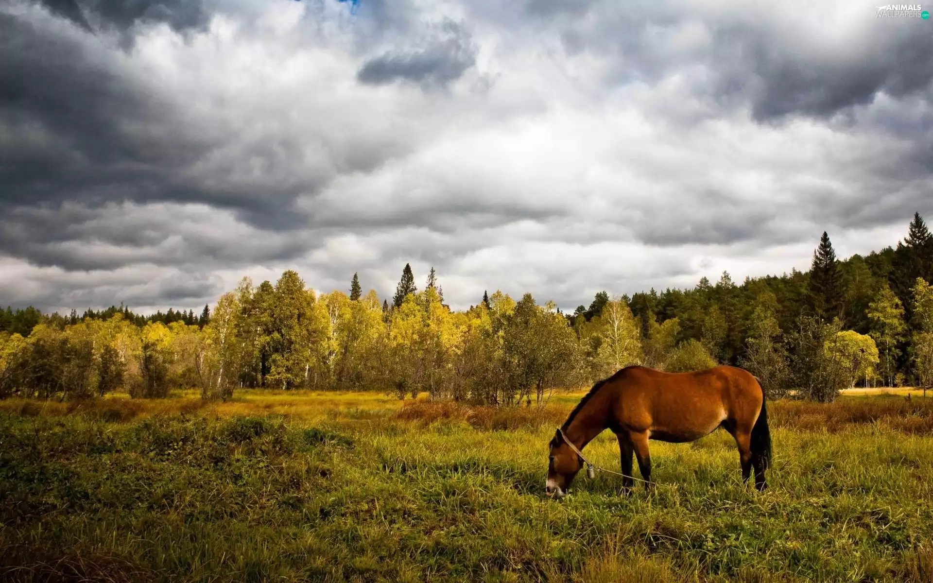 forest, clouds, Meadow, grass, Horse