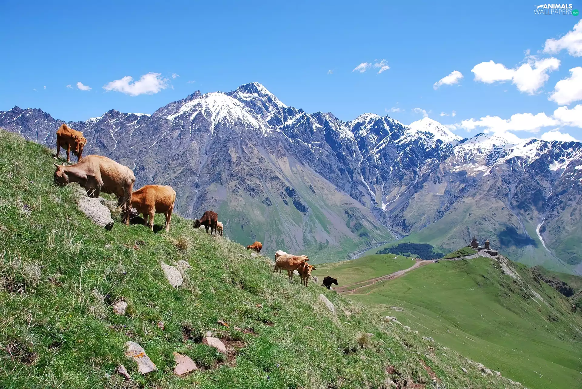 Mountains, Cows, grass, clouds