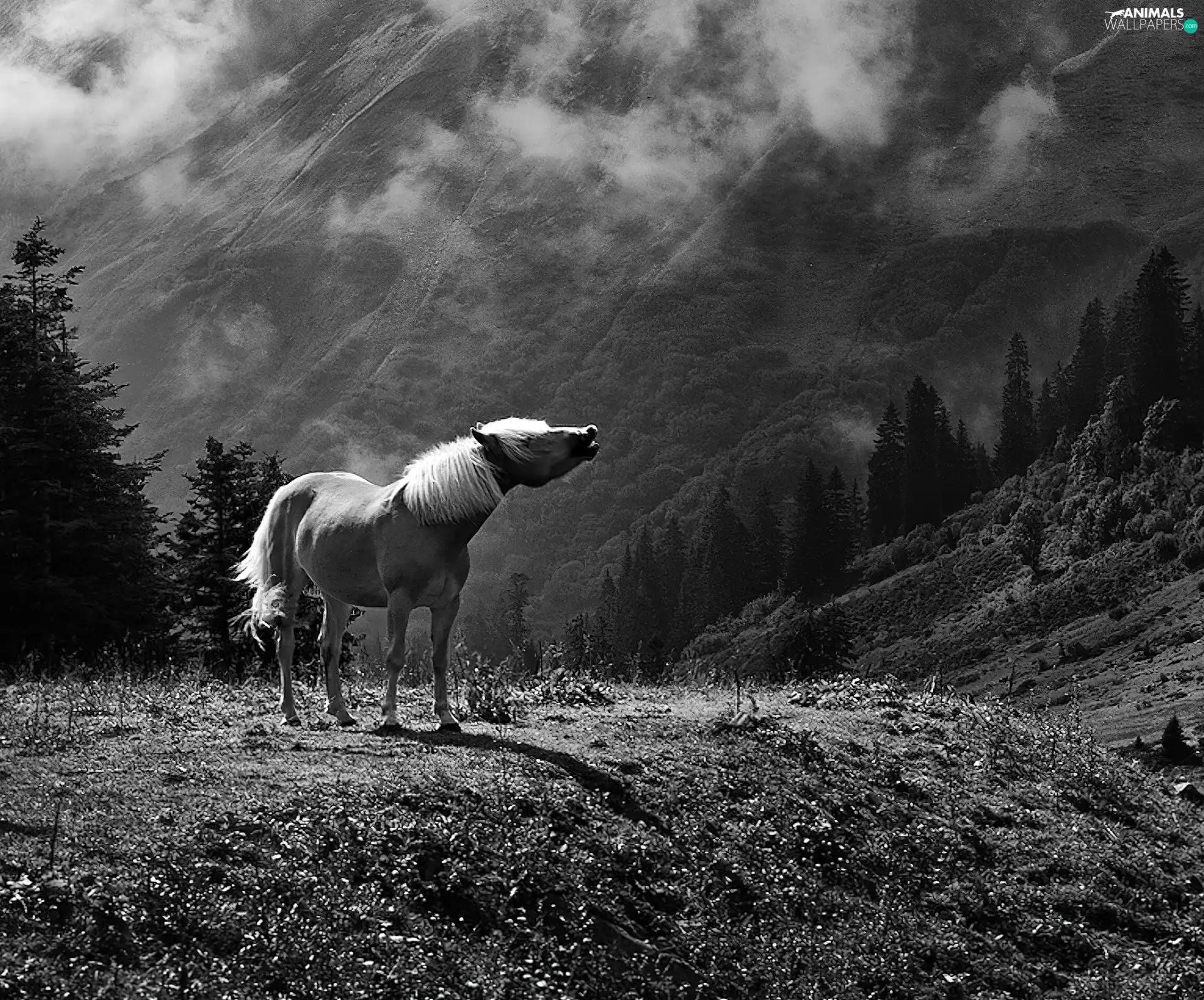 Mountains, sea-horse, clouds