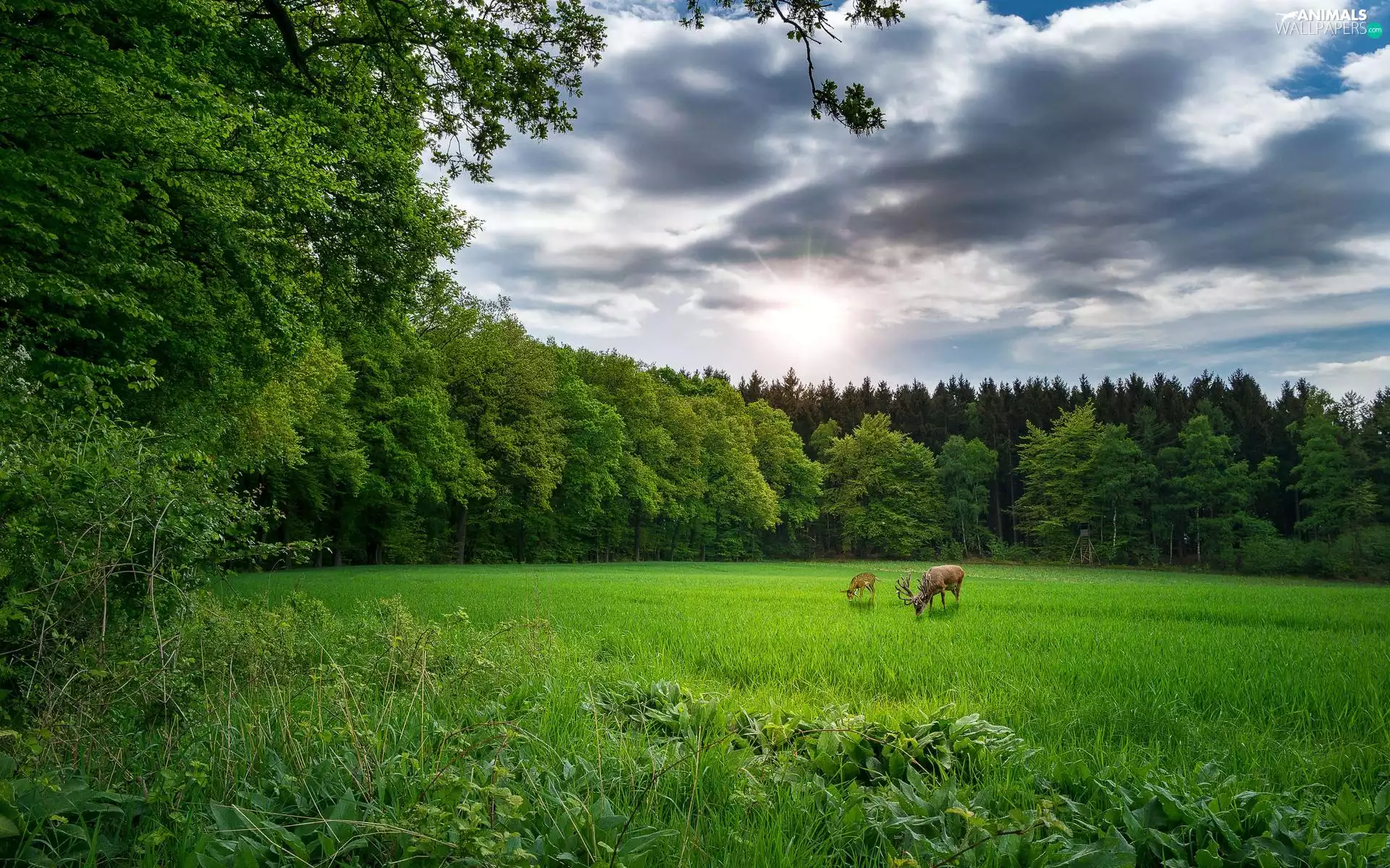 Sky, Meadow, deer, forest, animals, viewes, roe, pasture, grass, car in the meadow, viewes, trees, trees, clouds