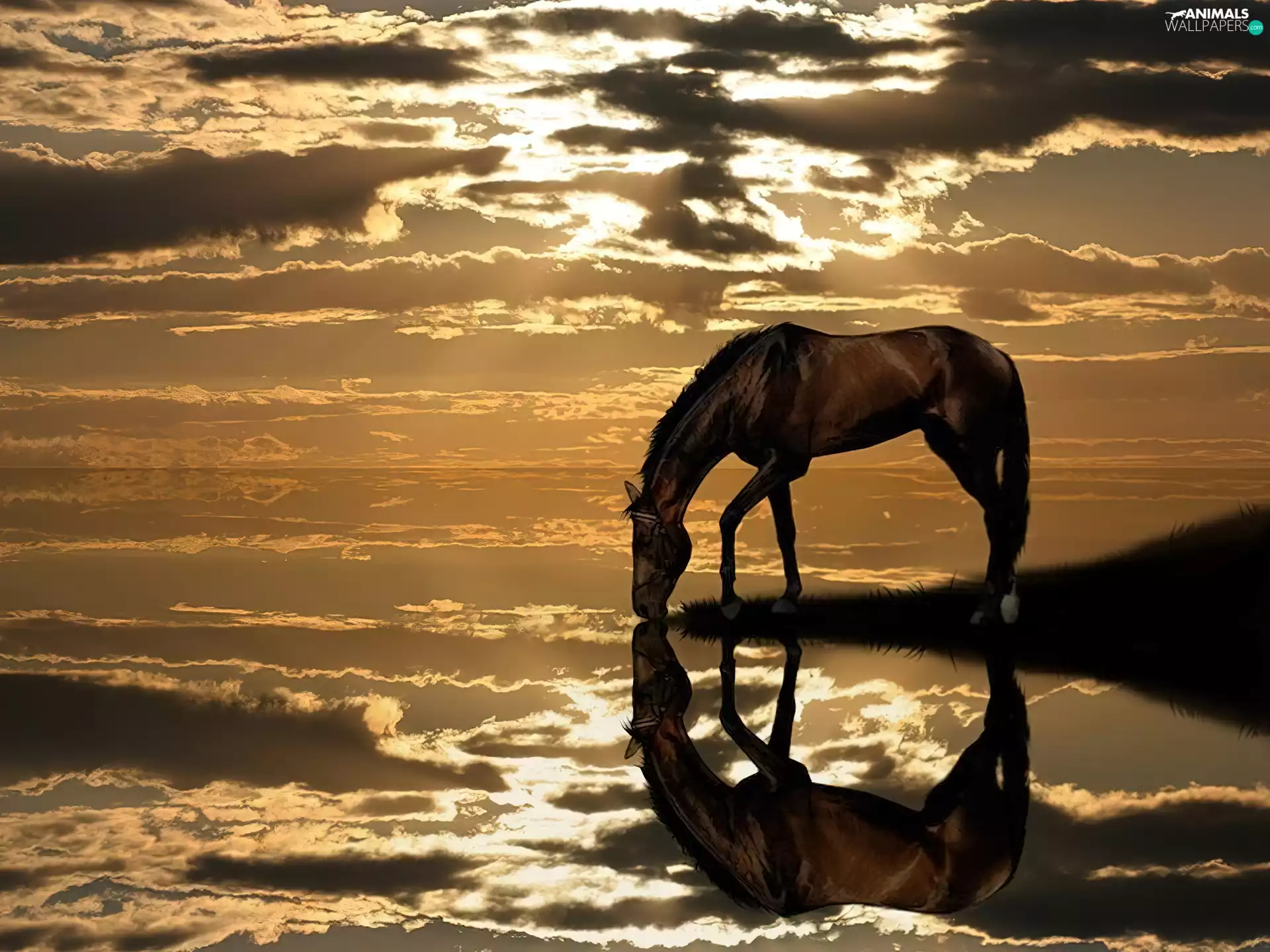 clouds, Horse, reflection