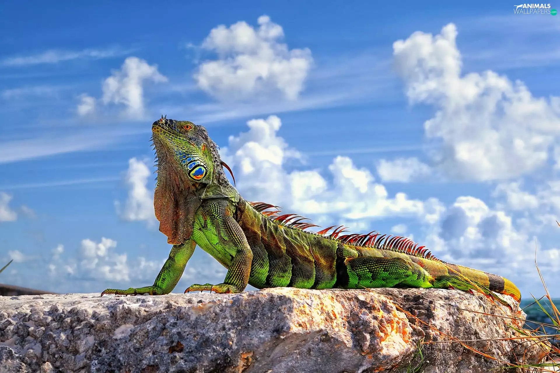 clouds, Iguana, Rocks