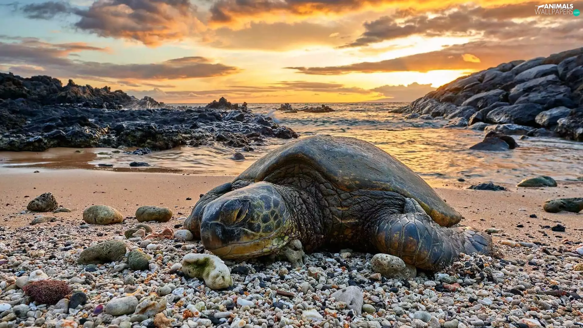 Stones, clouds, sea, rocks, turtle