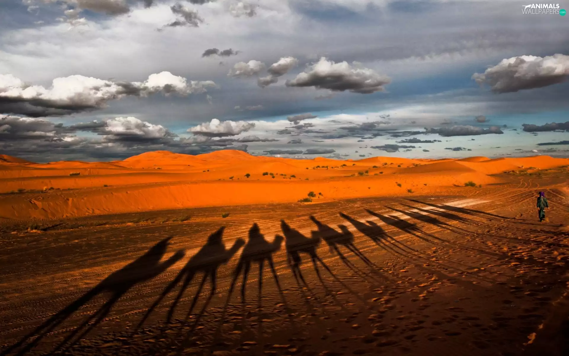 Mountains, clouds, shadow, Camels, Desert