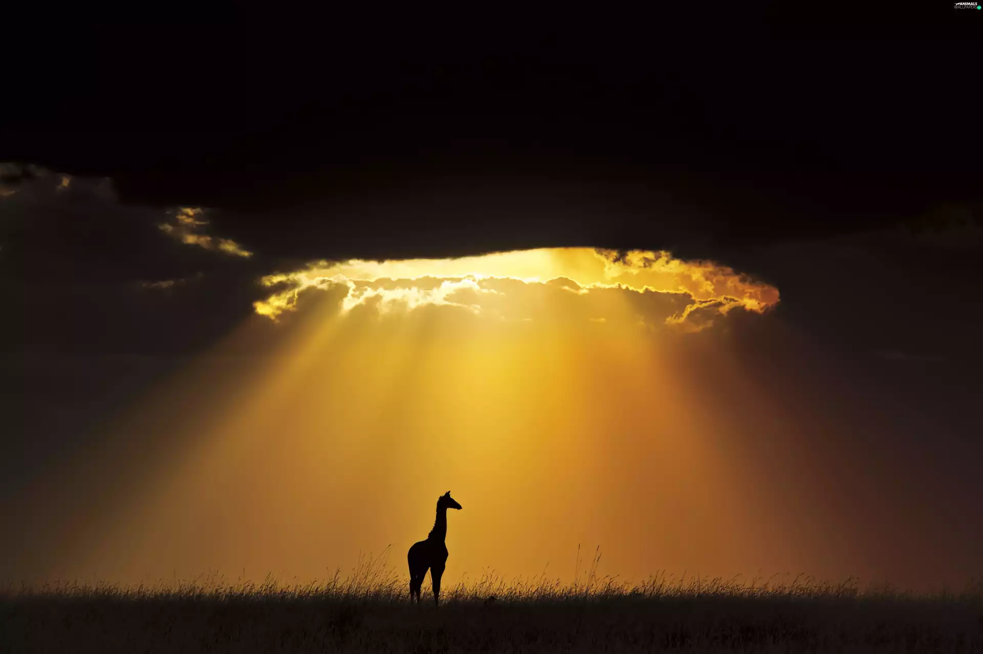 clouds, giraffe, sun