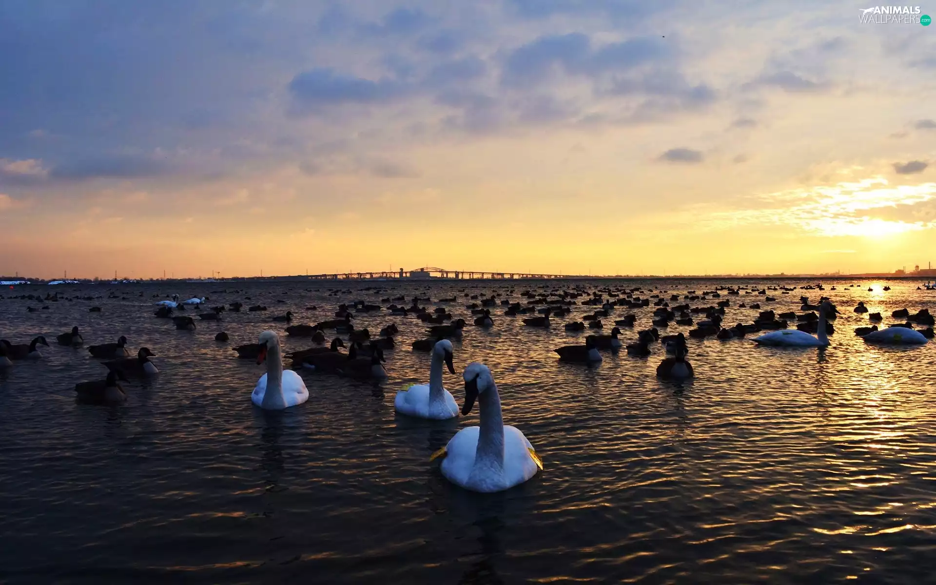 clouds, lake, Swan