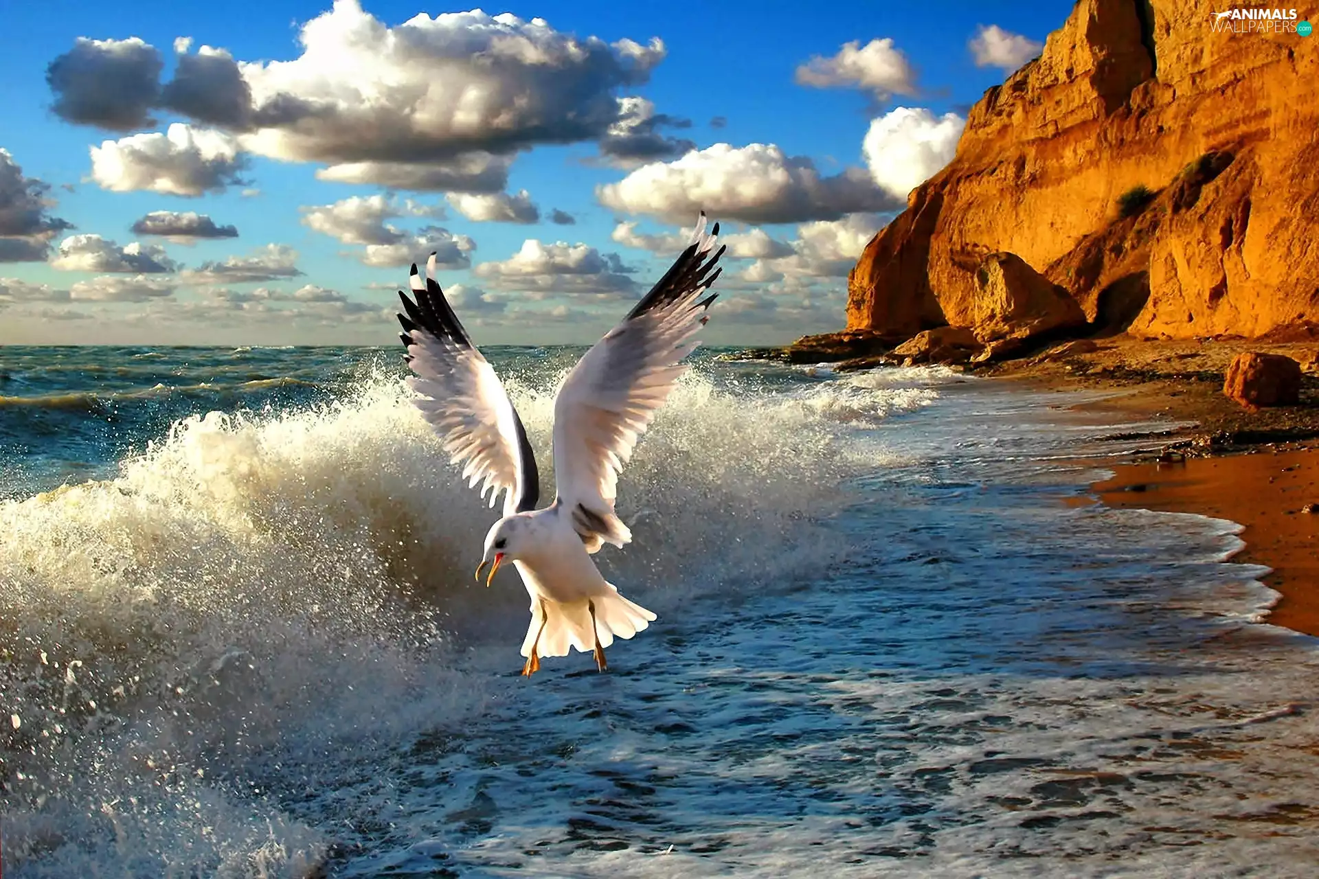 coast, sea, seagull, clouds, rocks, Waves