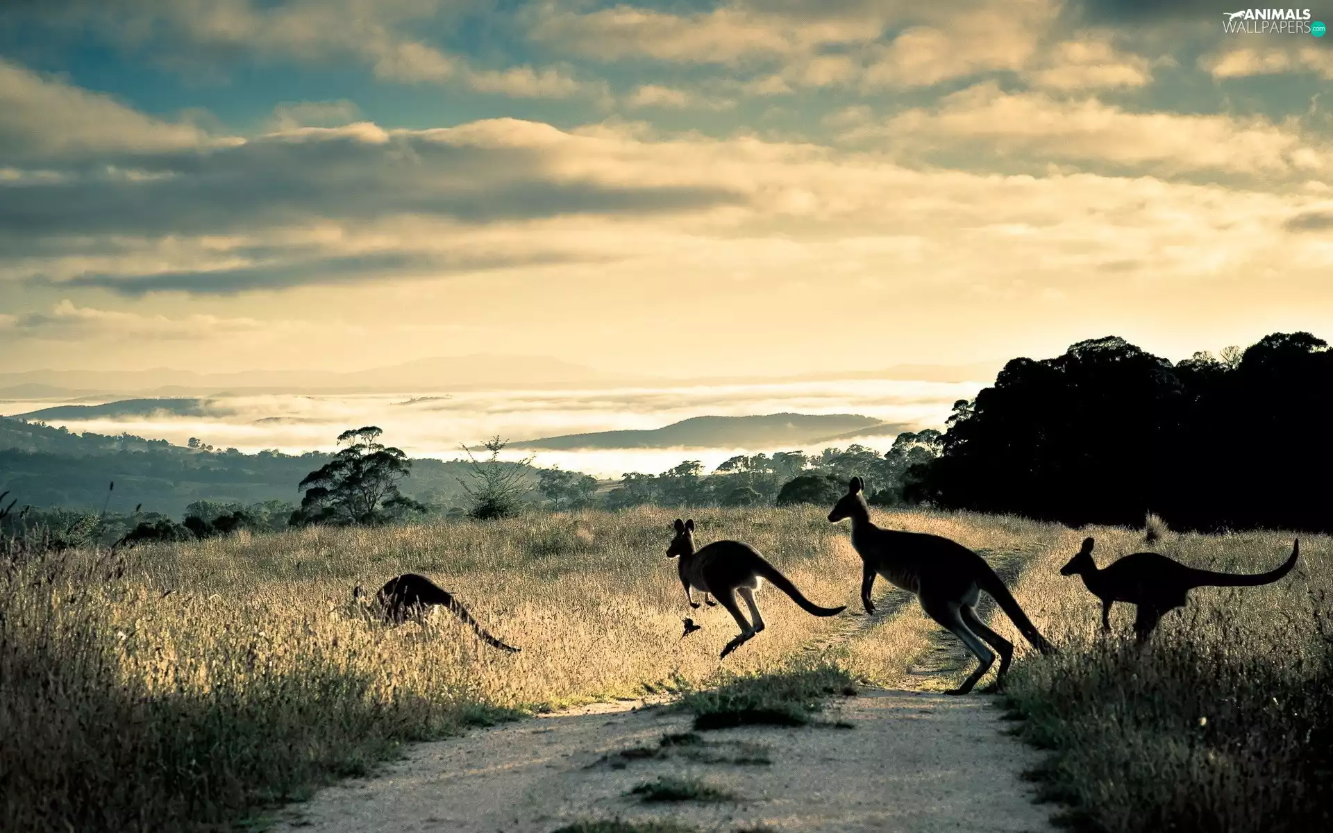 clouds, kangaroo, Way