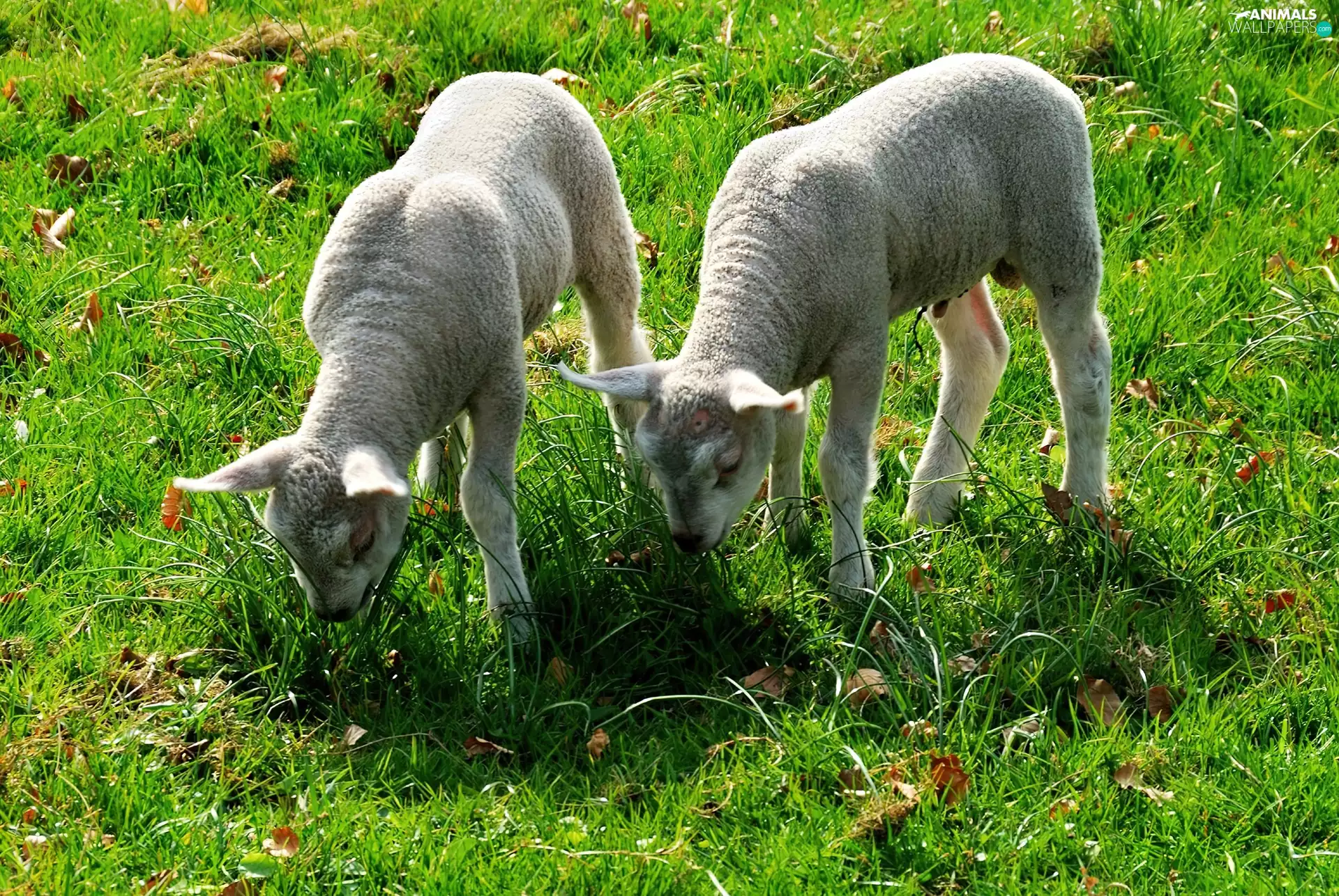 Two cars, fleecy clouds, grass, young