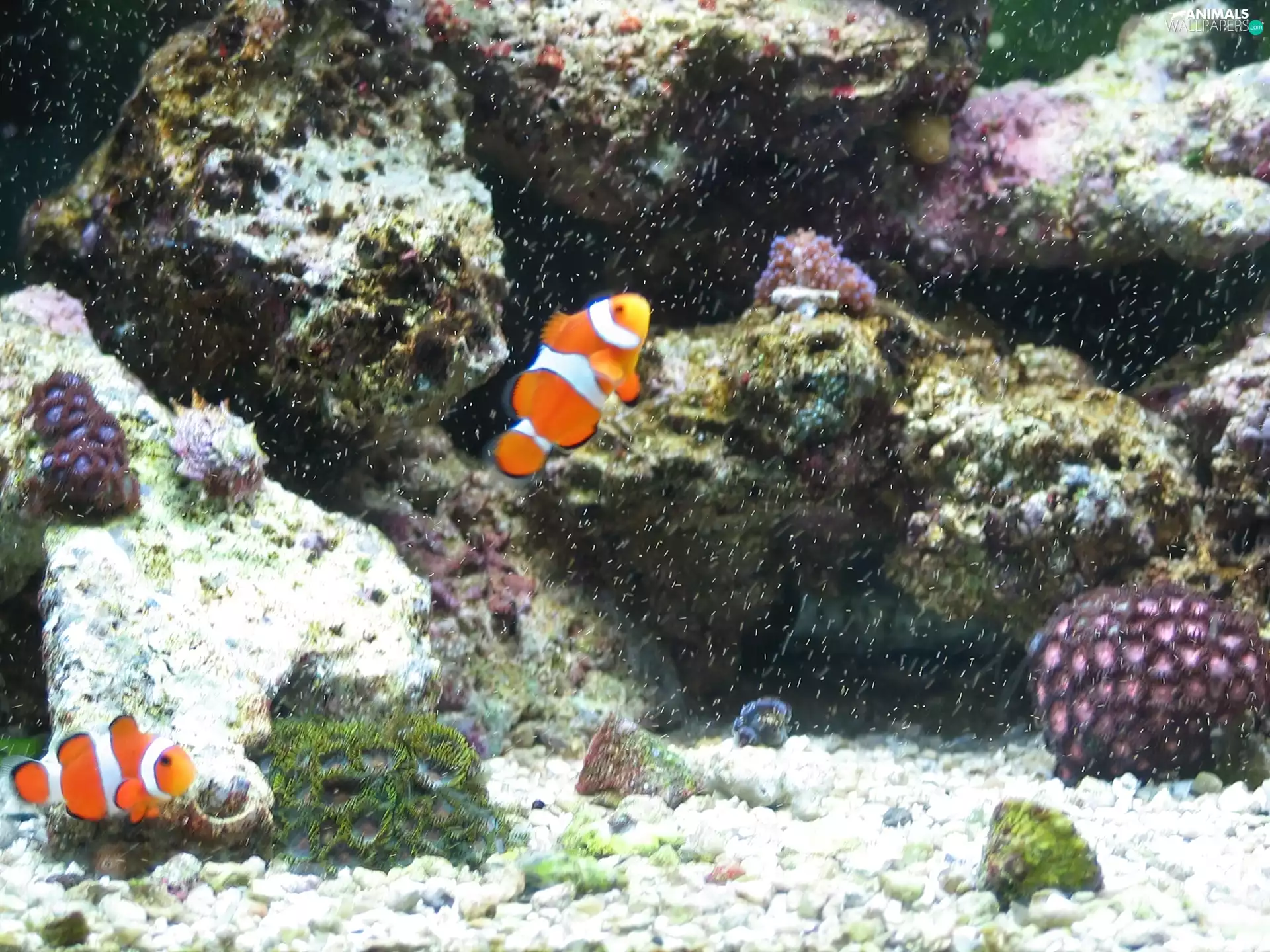 clownfish, aquarium