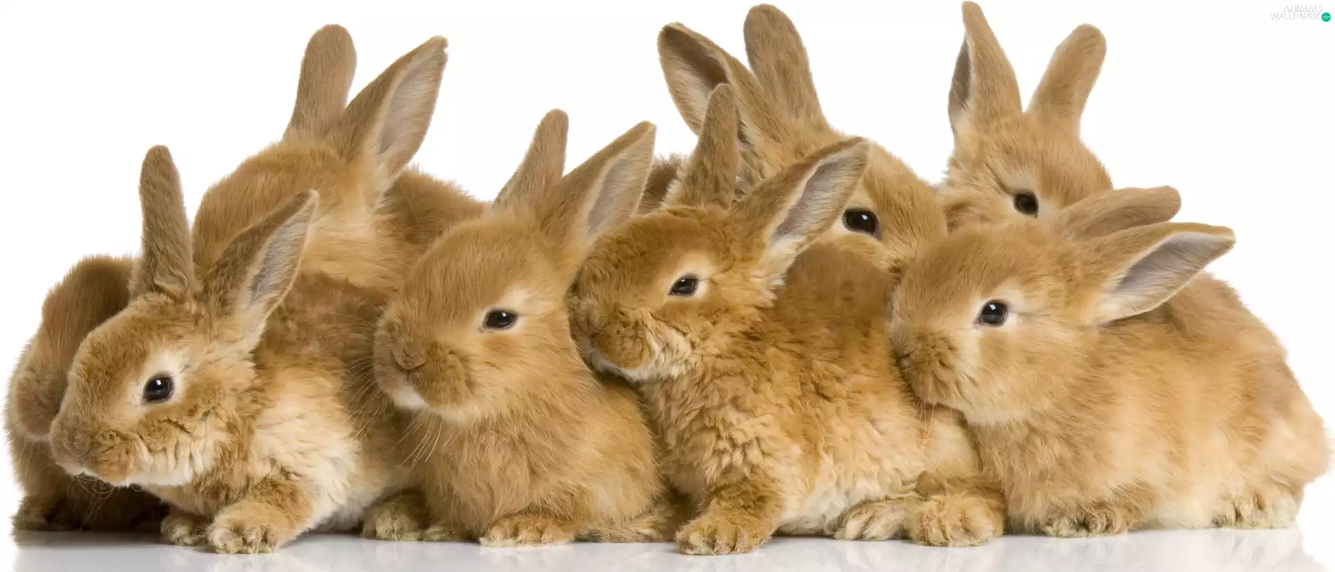 cluster, rabbits