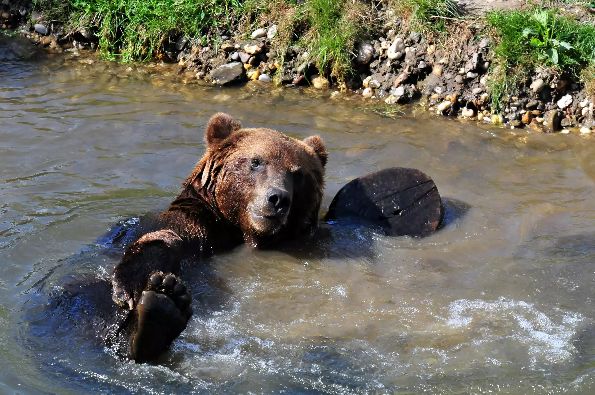 Stones, coast, Bear, water, brown