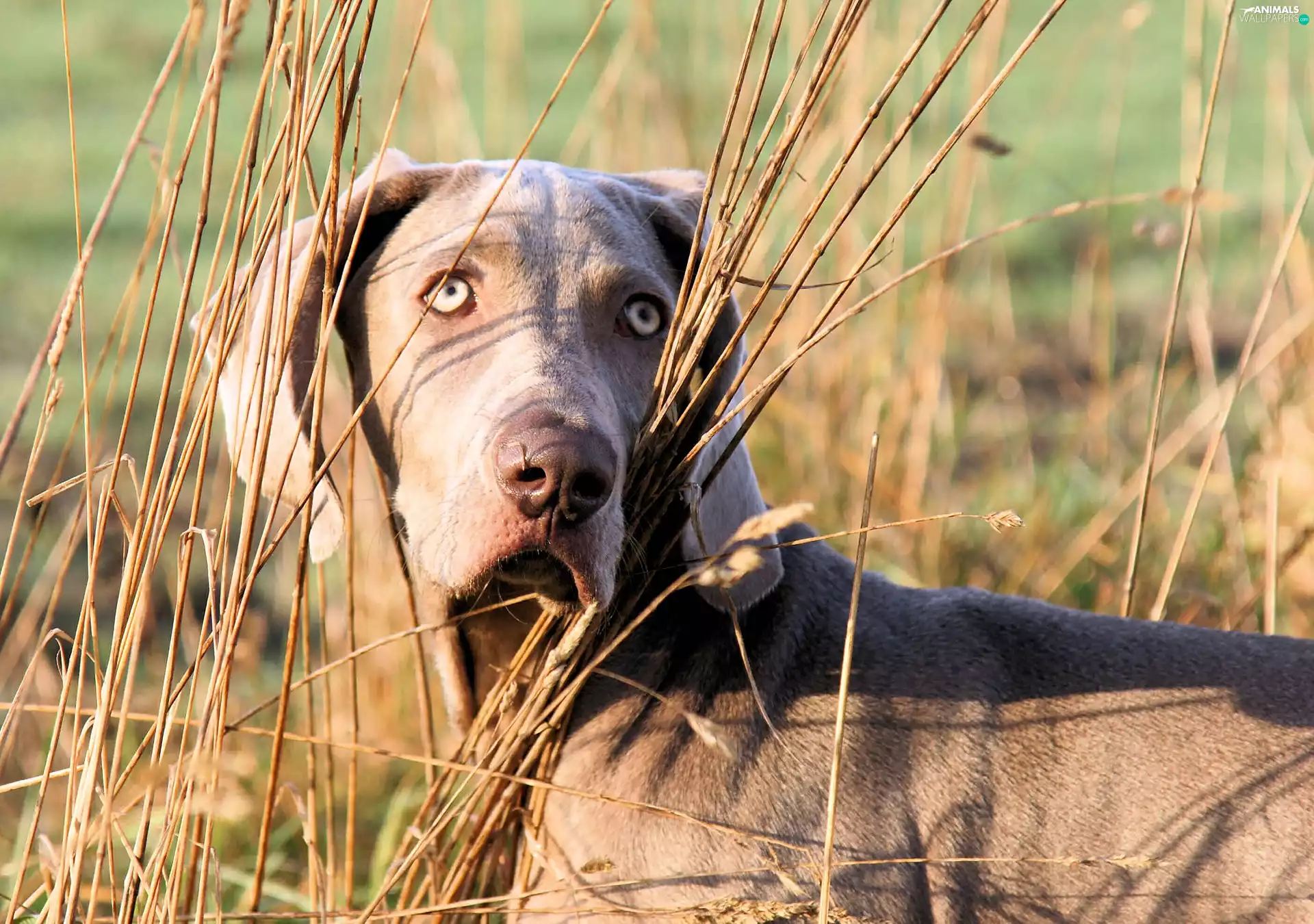 coat, Weimaraner, Grey