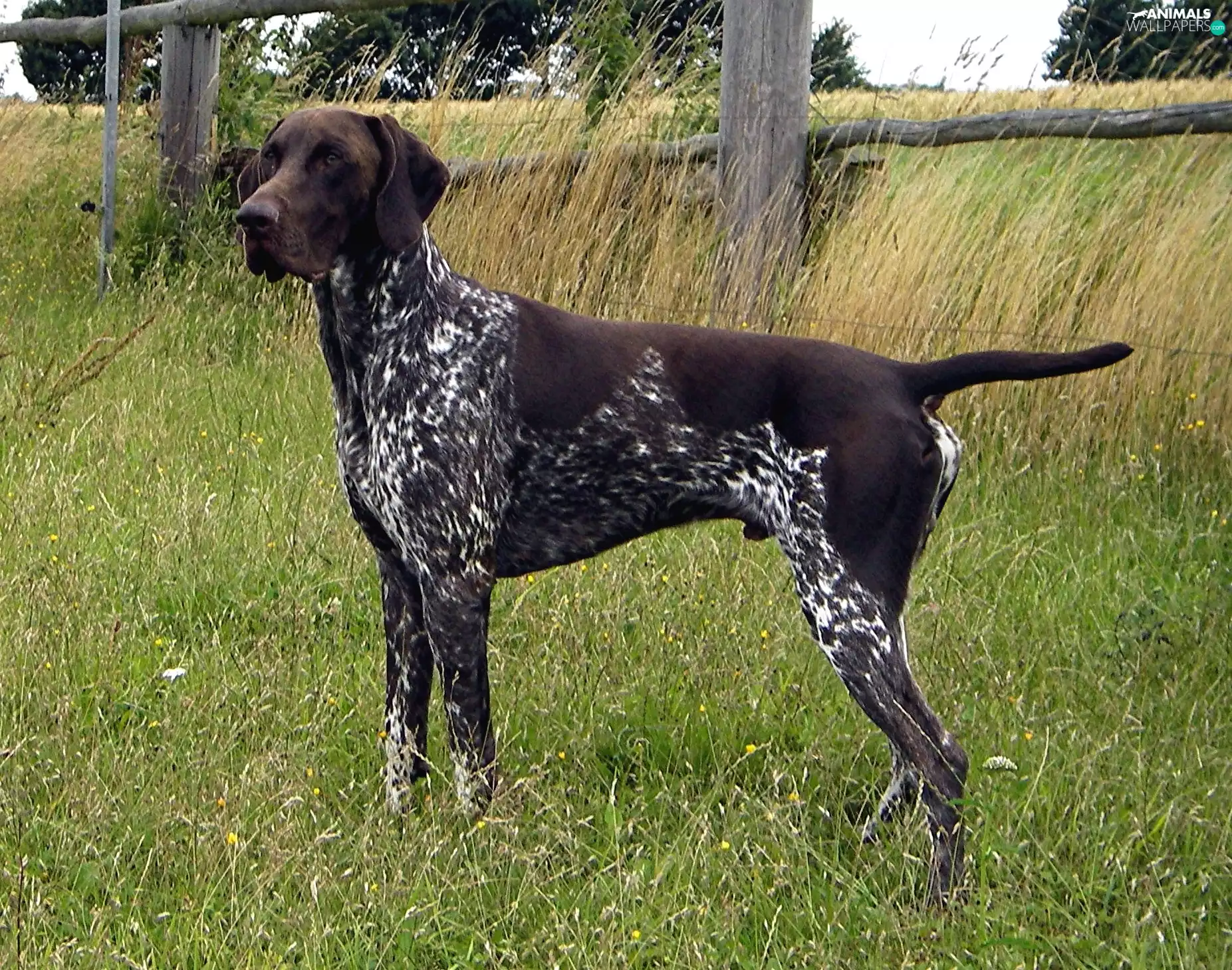 German Shorthaired Pointer, Brown, Head, dark roan coat
