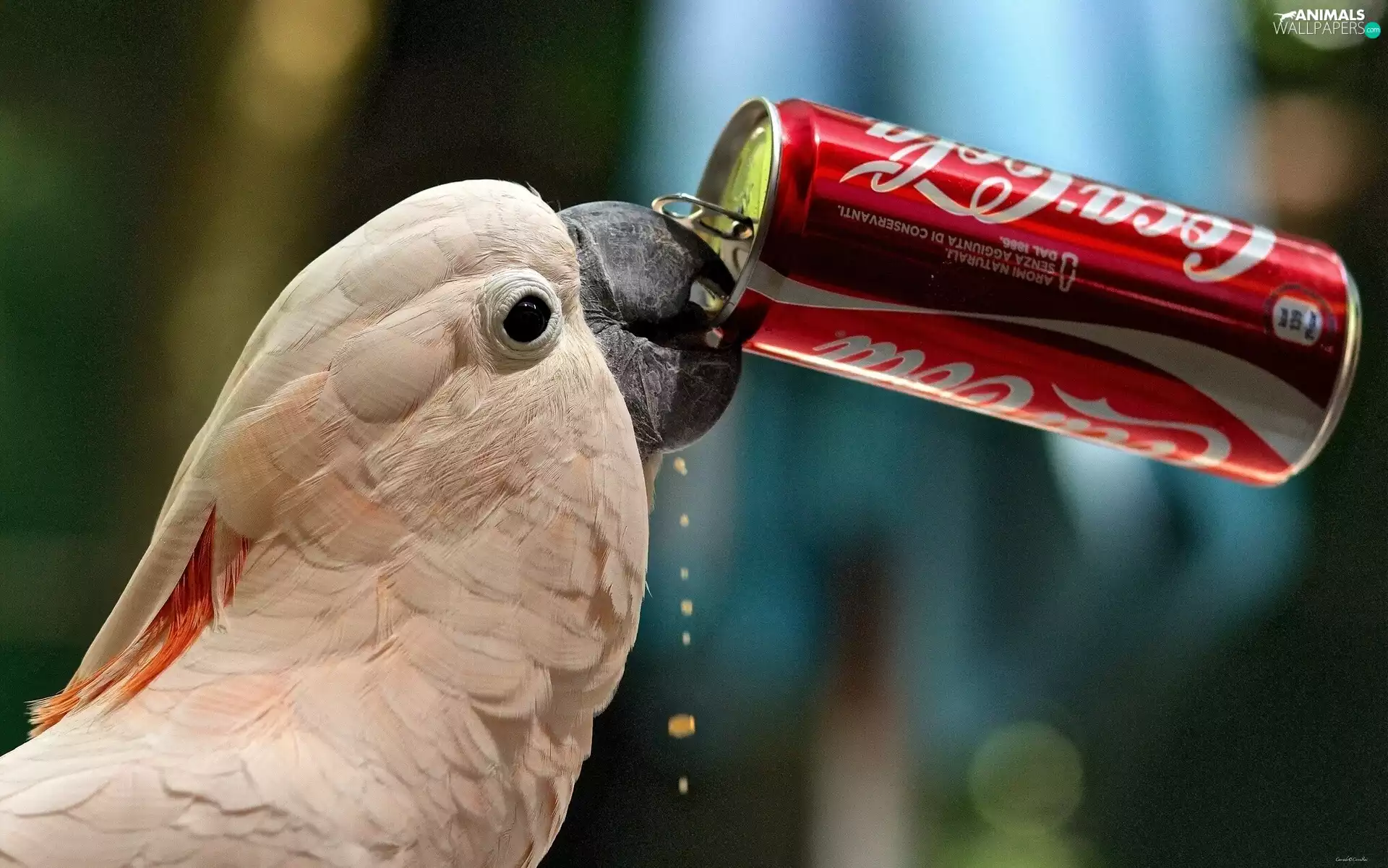 parrot, Can, cola, cockatoo