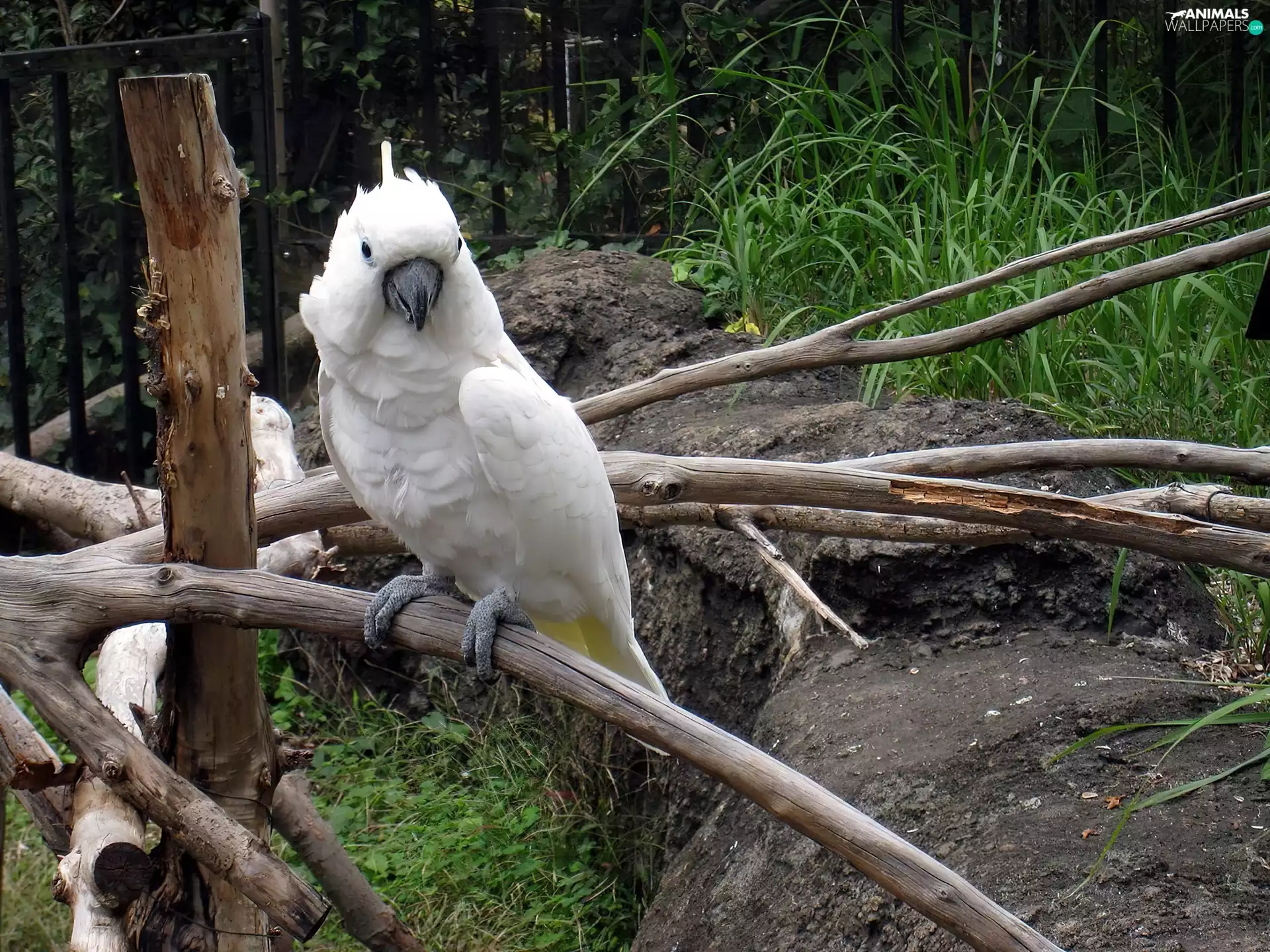 parrot, branches, rocks, cockatoo