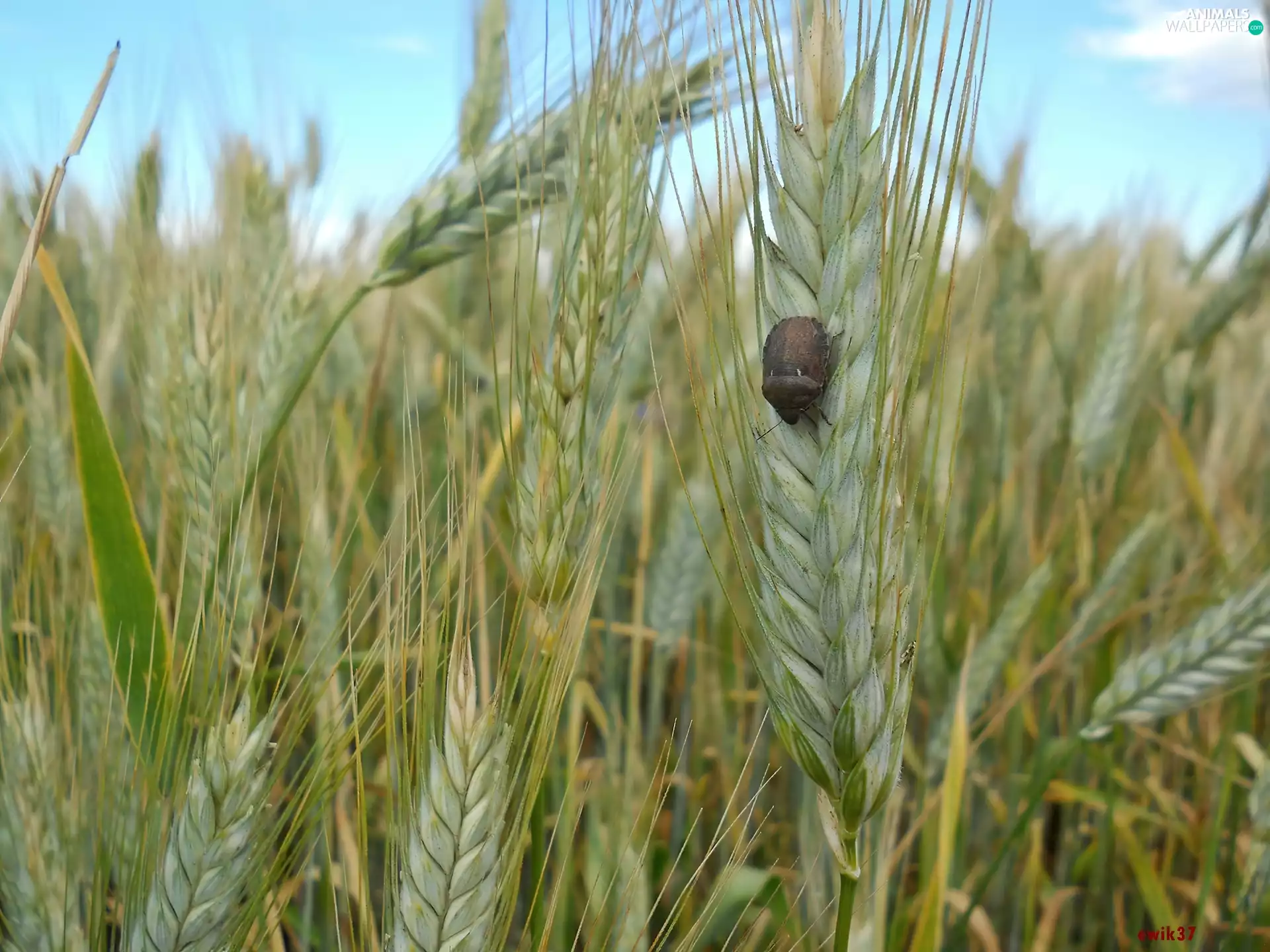 Brown, Ears, cereals, cockchafer