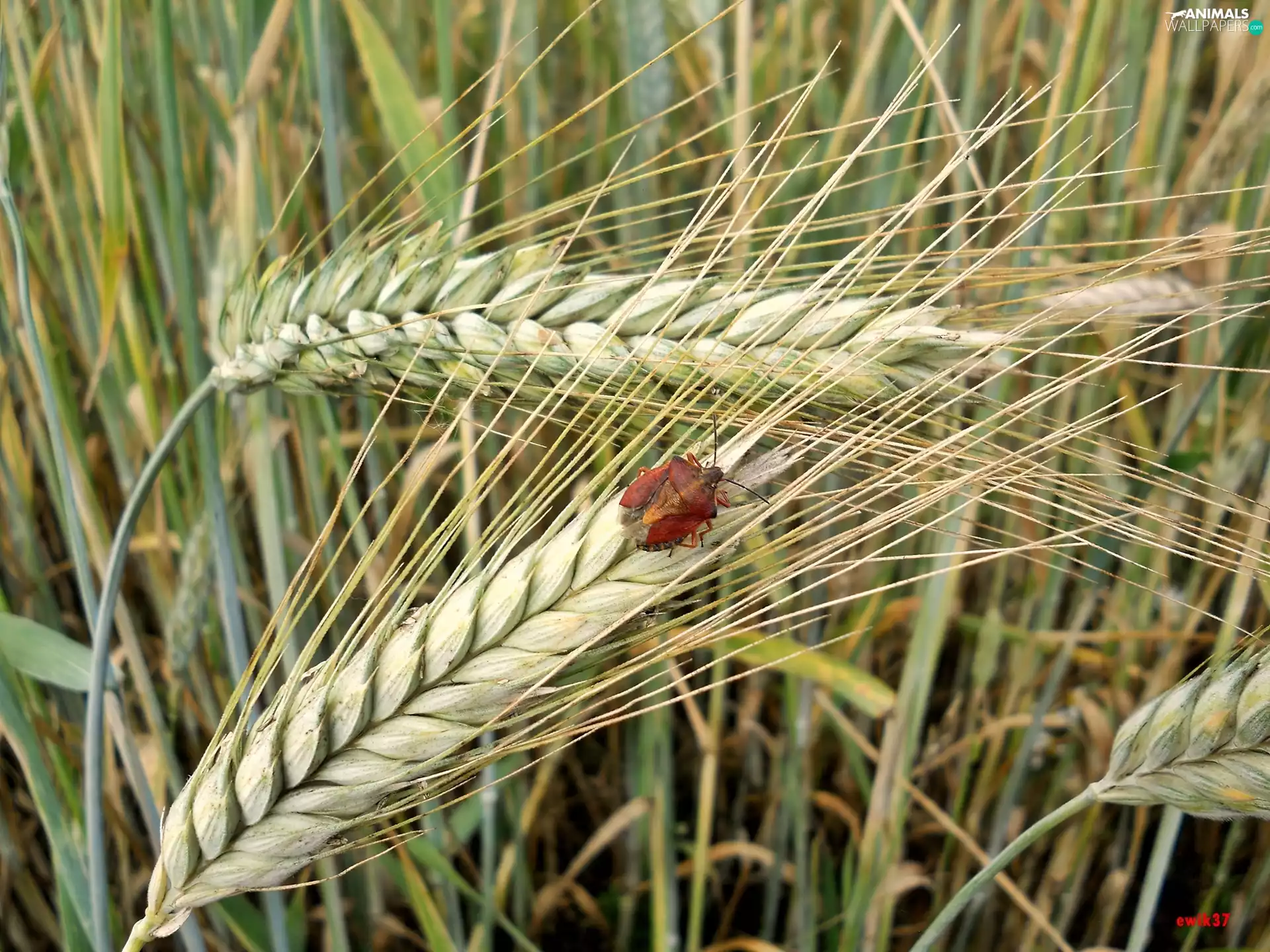 insect, cockchafer, cereals, Red, Ears