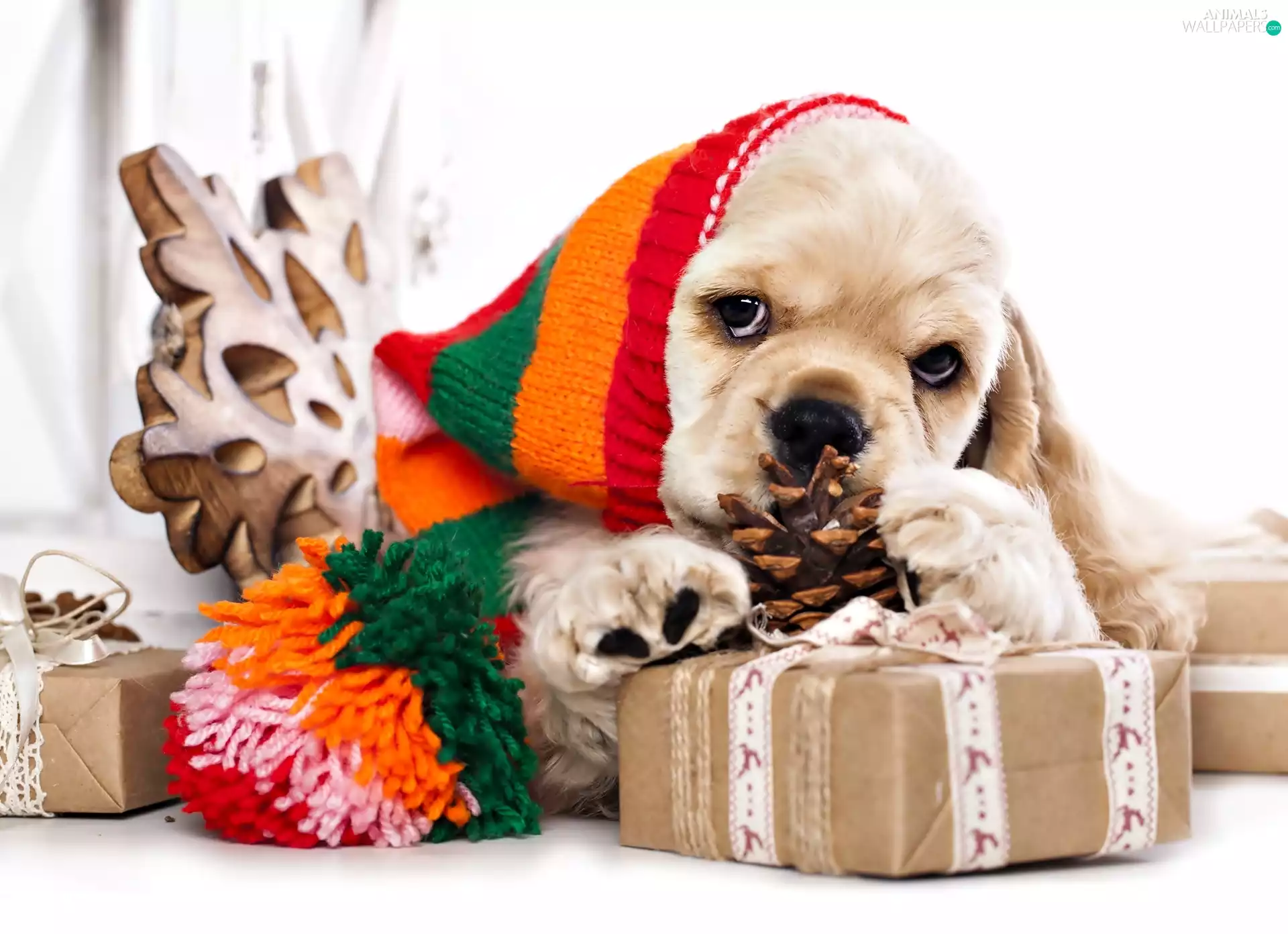 Hat, gifts, American Cocker Spaniel, Christmas, doggy