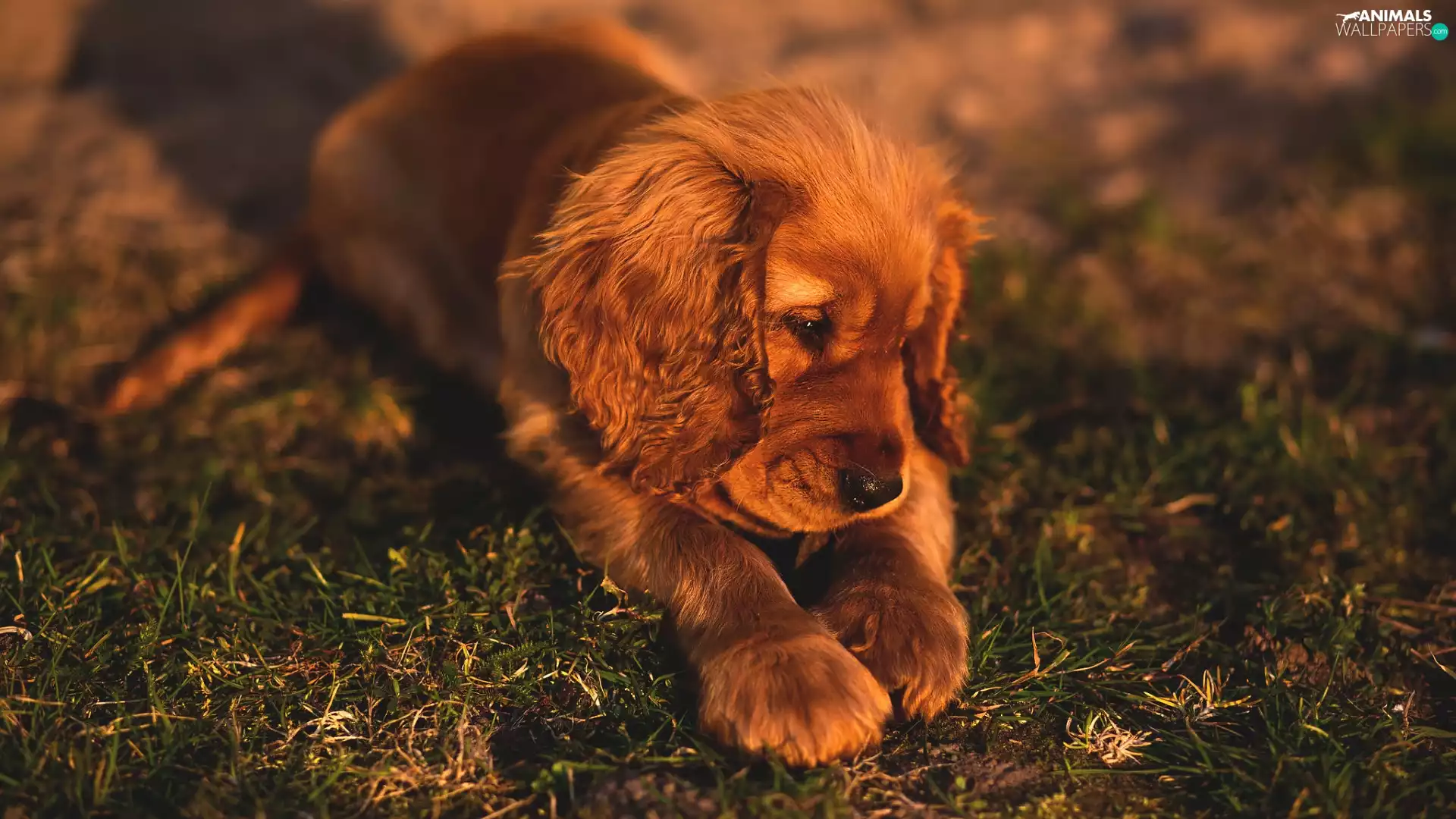 dog, Spaniel, Puppy, Cocker
