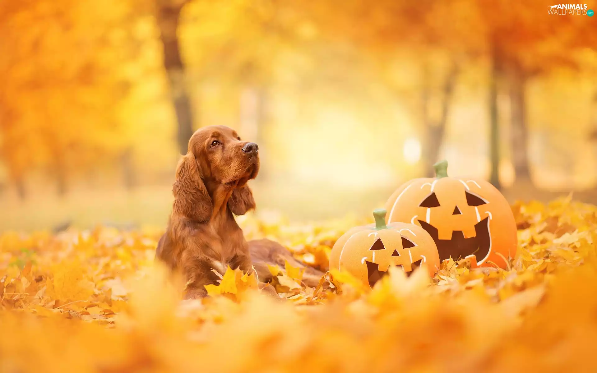 Leaf, pumpkin, English Cocker Spaniel, autumn, dog