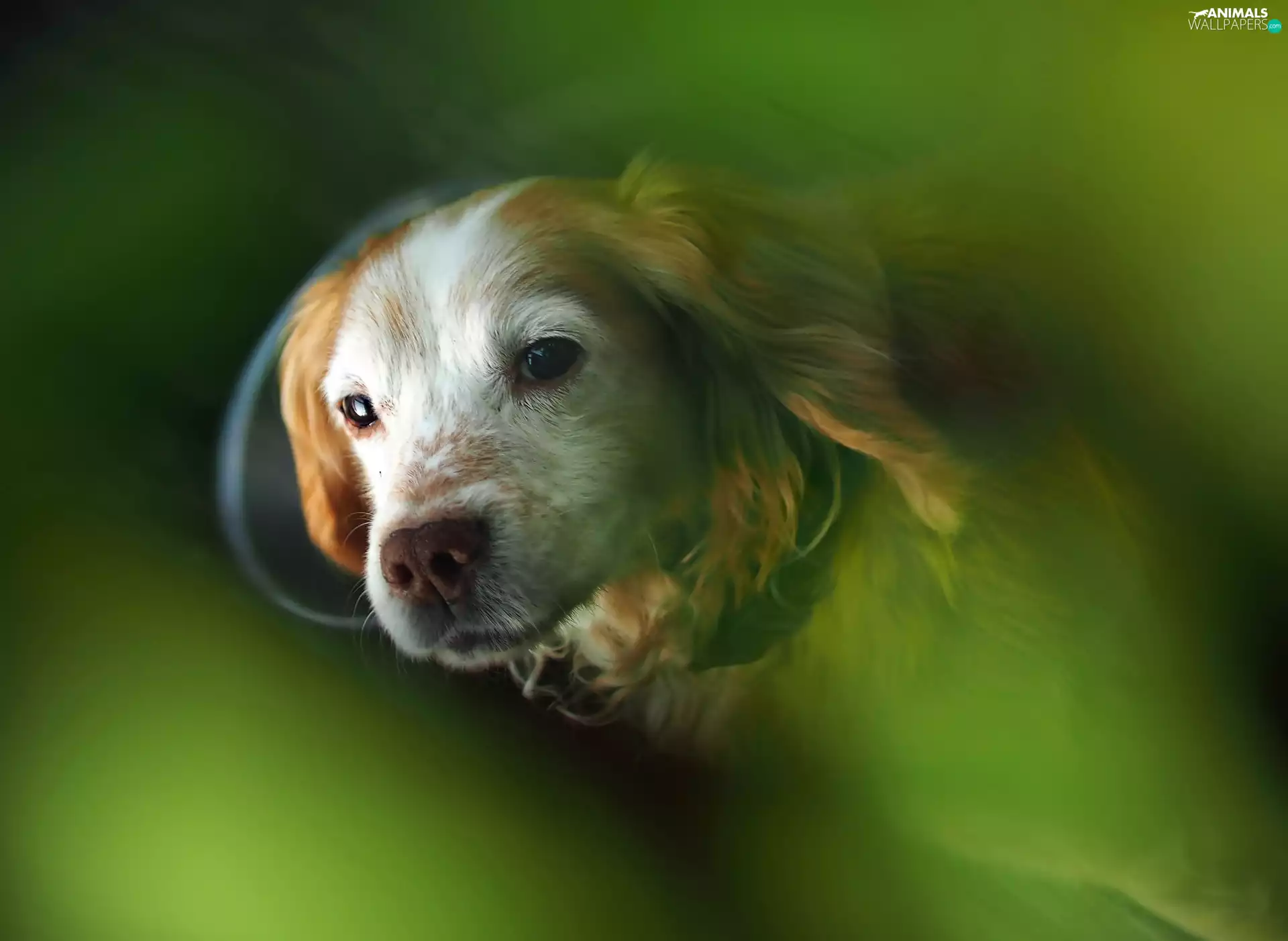 Cocker Spaniel, rapprochement