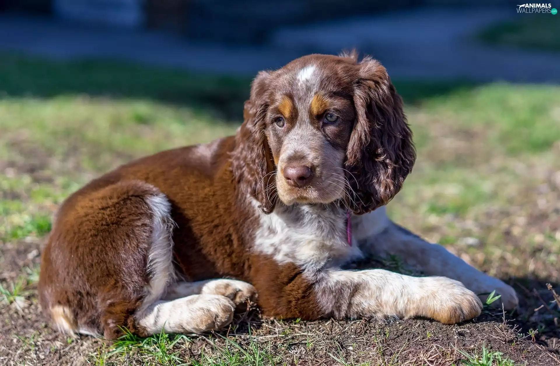English Cocker Spaniel, dog, Puppy