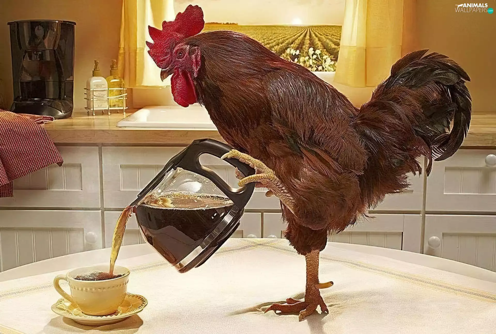coffee, rooster, jug