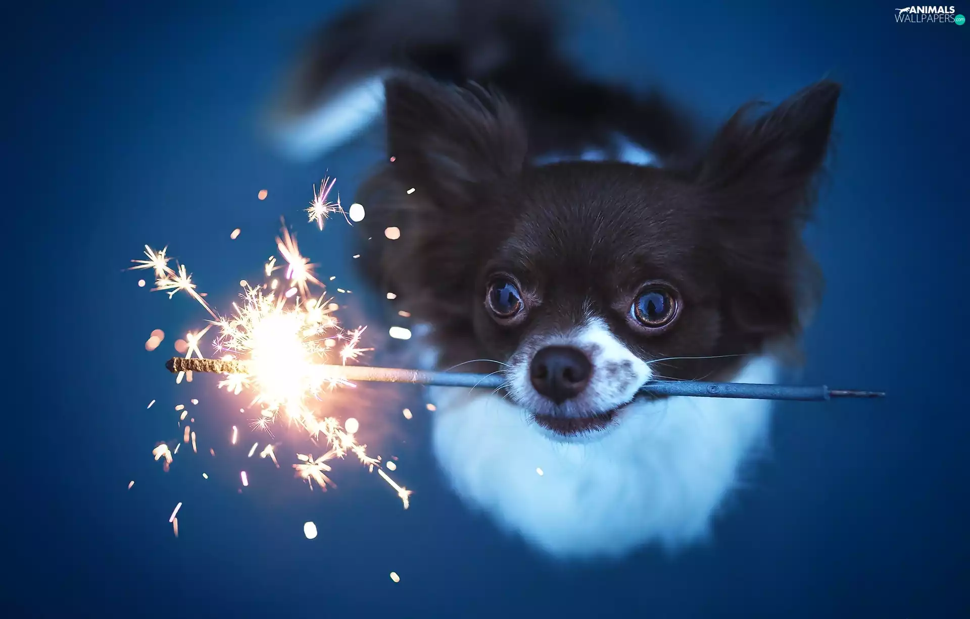 doggy, cold, Big Fire, Chihuahua