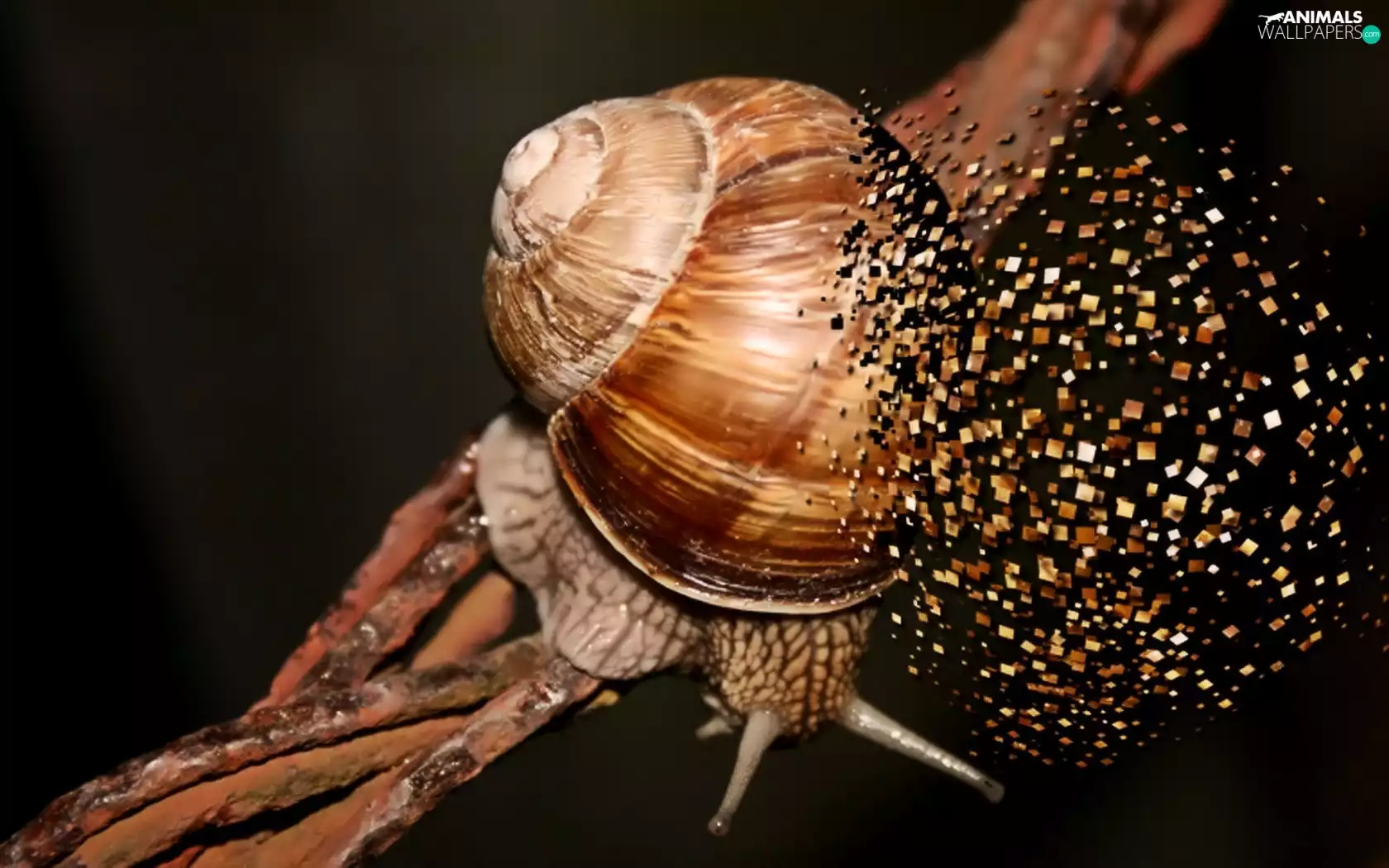 snail, themselves, crust, collapsing