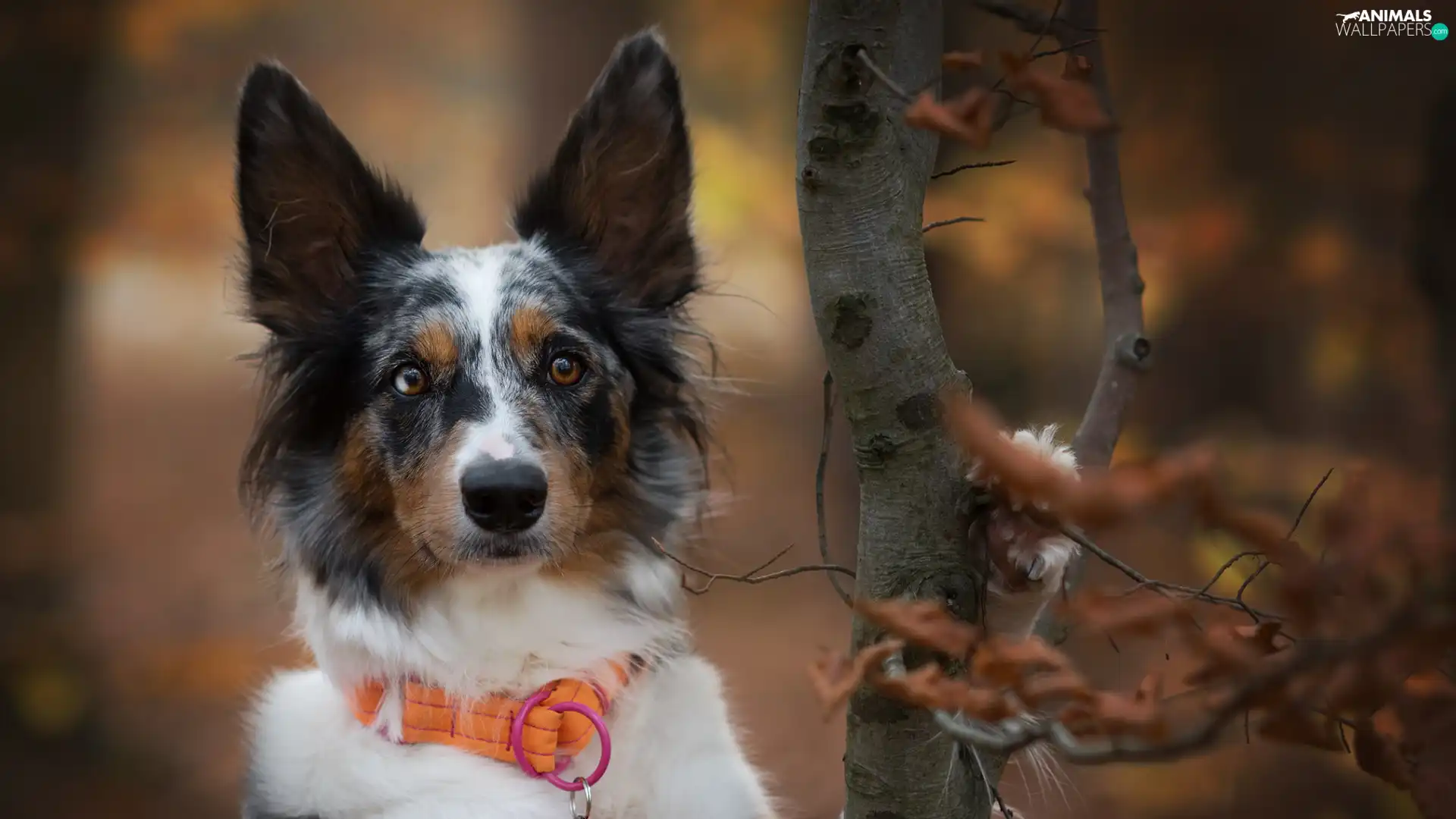 dog-collar, Border Collie, Orange