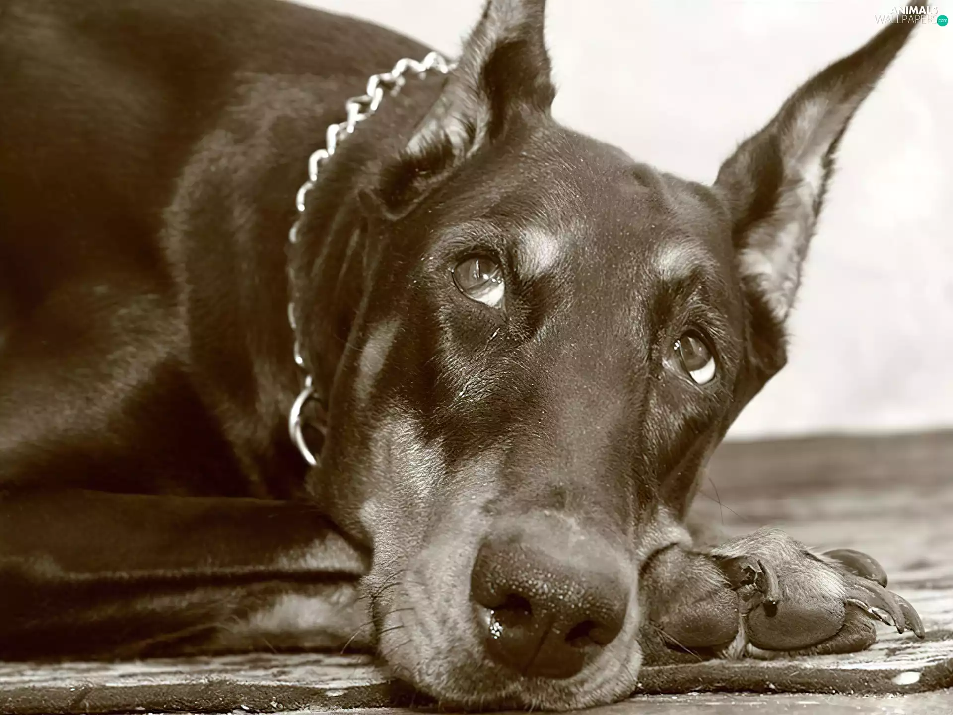dog-collar, Doberman, The look