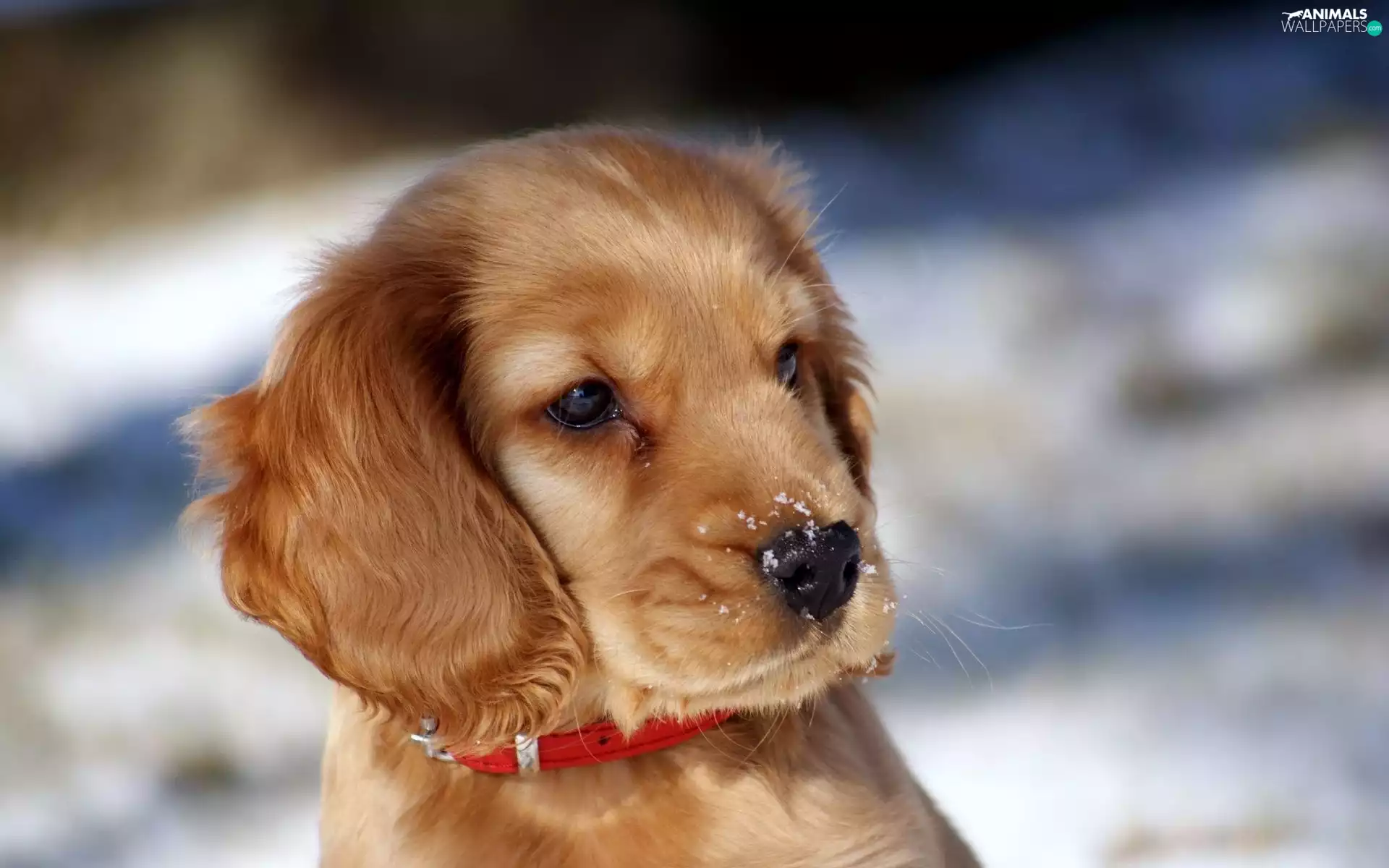 dog-collar, dog, red hot