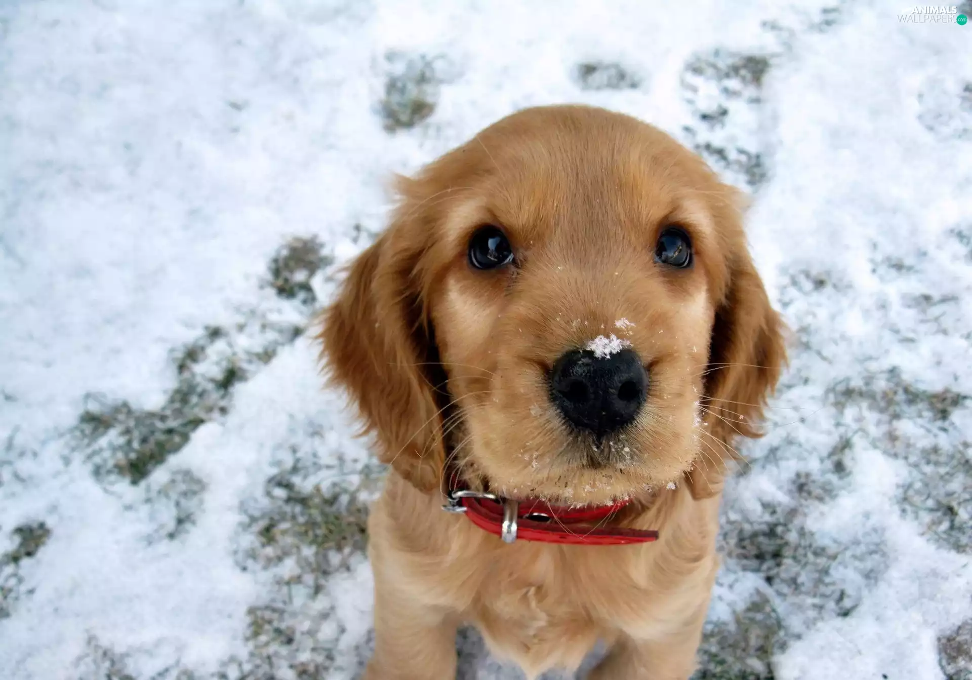 dog-collar, dog, red hot