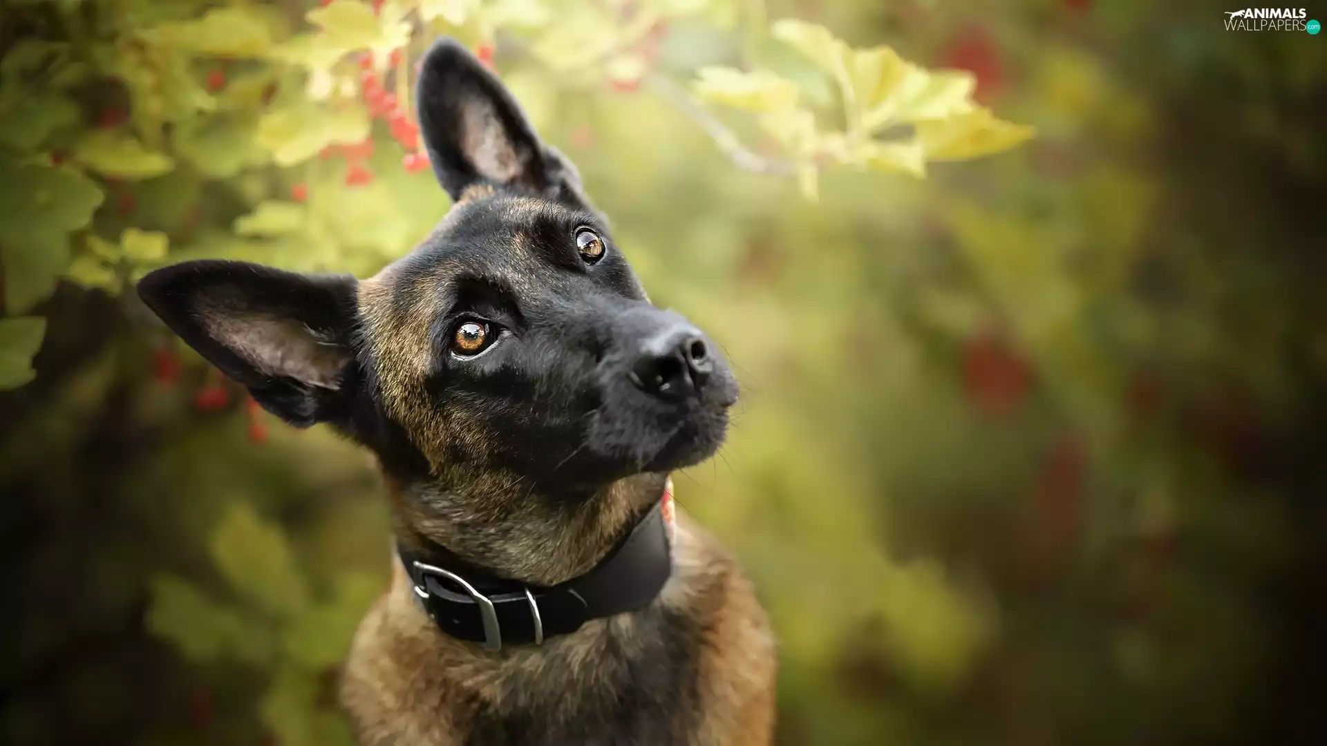 dog, muzzle, dog-collar, Belgian Shepherd Malinois