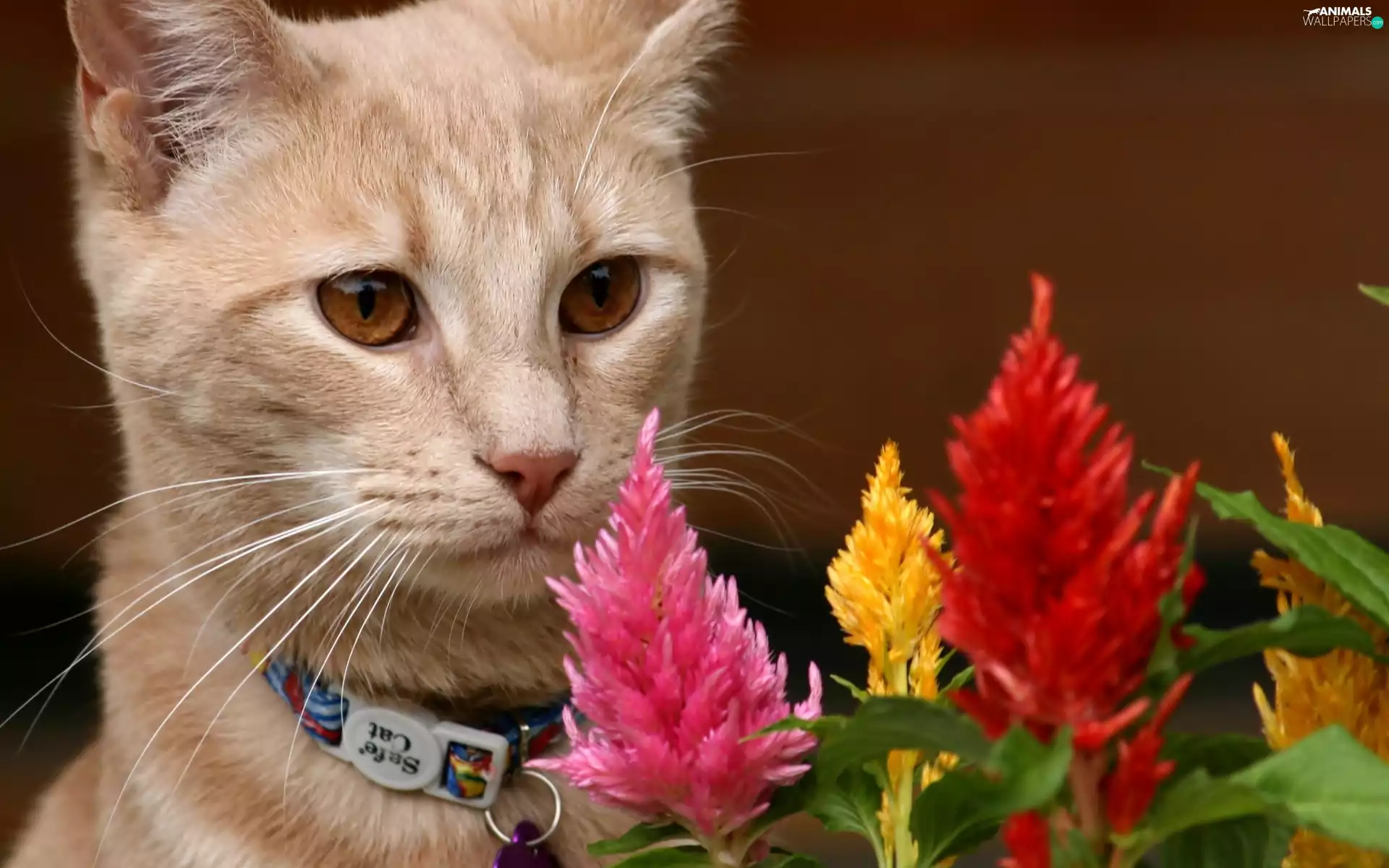Flowers, kitten, dog-collar