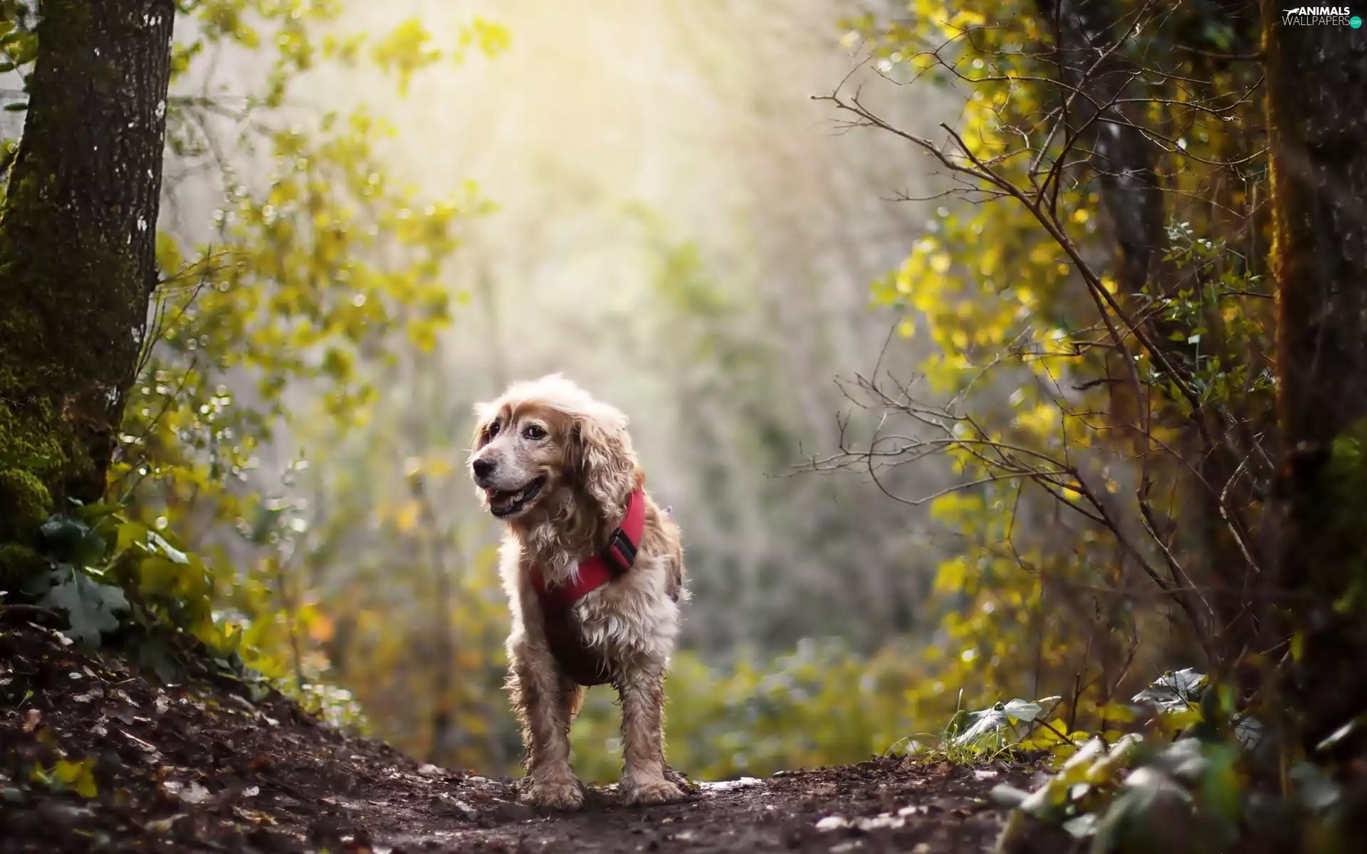 forest, dog, dog-collar