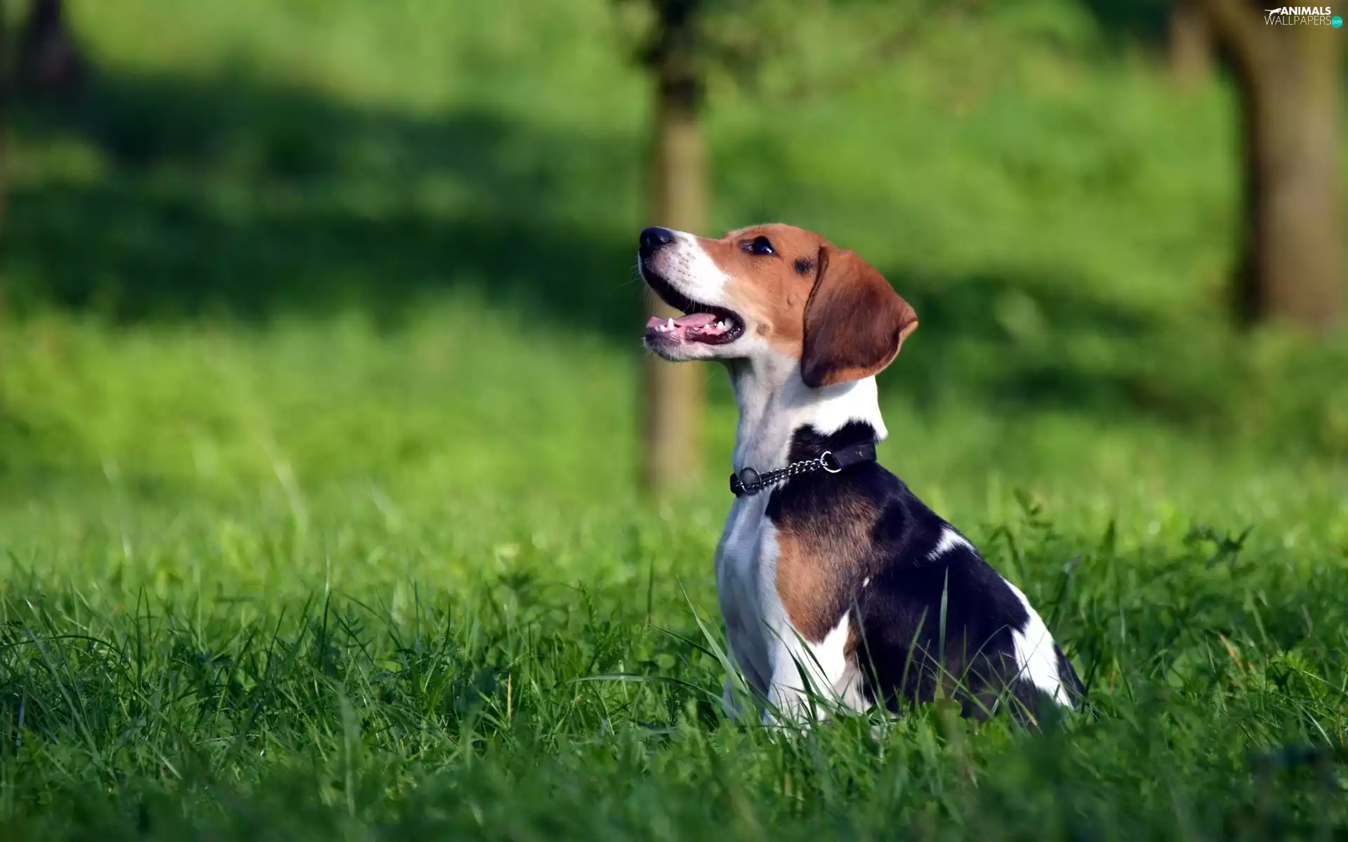 grass, Beagle, dog-collar