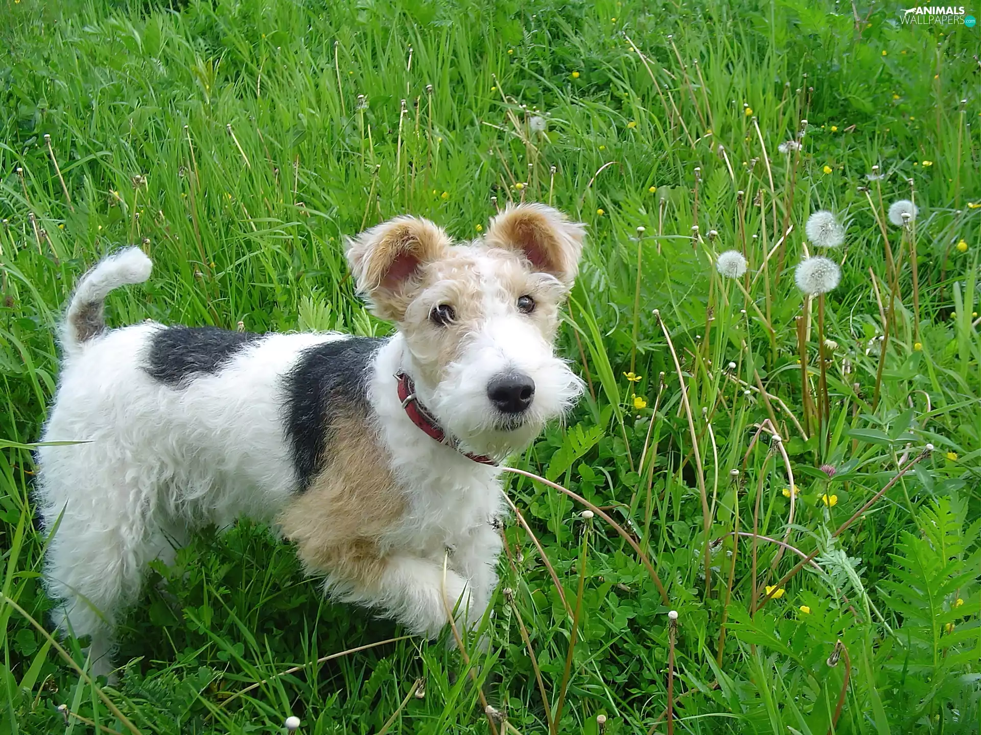 grass, doggy, dog-collar